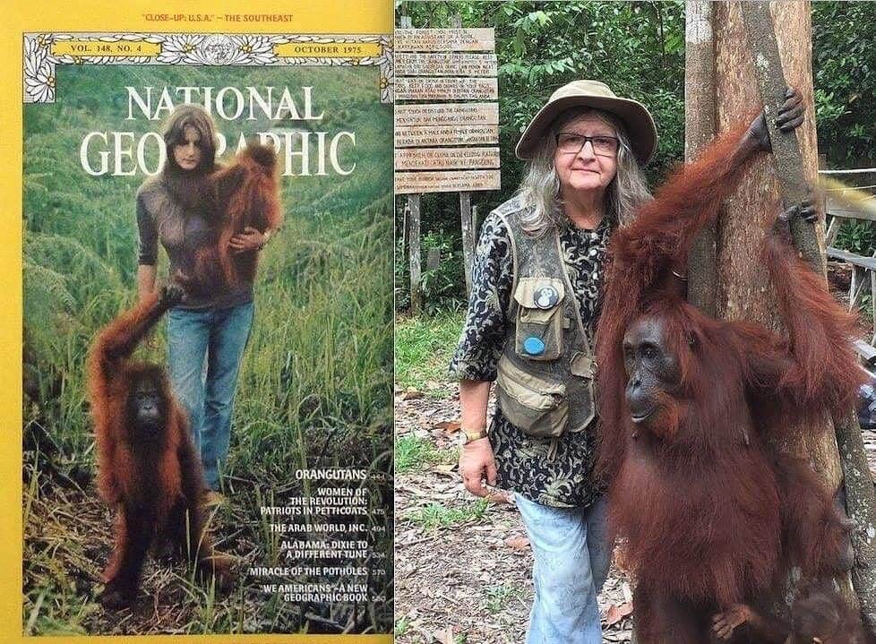OFI Australiaのインスタグラム：「The closest of friends ... Akmad was Dr. Birute Galdikas’ first adopted orangutan daughter, having met Akmad only one month after she first arrived in Borneo in 1971. Akmad was rescued from a logging camp by Dr Galdikas where she was being held in a make shift cage, after her mother was killed. Their friendship has now lasted for close to 50 years. (Akmad is the young orangutan standing in front of Dr Galdikas on the National Geographic cover) #campleakey #ofi #saveorangutans ______________________________ 🦧 OFIA President: Kobe Steele kobe@ofiaustralia.com | OFIA Patron: Dr Birute Galdikas @drbirute @orangutanfoundationintl @orangutan.canada www.orangutanfoundation.org.au」