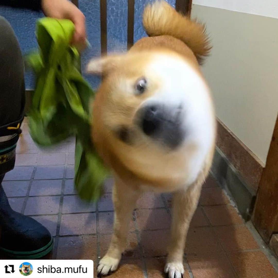 のインスタグラム：「#Repost @shiba.mufu さんのふっくん。 ﻿ どう？どう？ ドリル中のふっくんだよ。  溶けちゃいそう❓  😆  ハッシュタグ #いぬのきもち #ねこのきもち に投稿いただいた可愛い写真をご紹介しています！ 「いぬのきもちWEB　MAGAZINE」、「ねこのきもちWEB MAGAZINE」でもご紹介させていただくことも！  -------------------  .  #いぬ #いぬすたぐらむ #いぬのいる暮らし #いぬのきもち #いぬ好き #犬 #犬好きさんと繋がりたい #犬のいる生活 #犬と暮らす #犬好き #dog #dogsofinstagram #dogstagram  #柴犬　#shibadog」