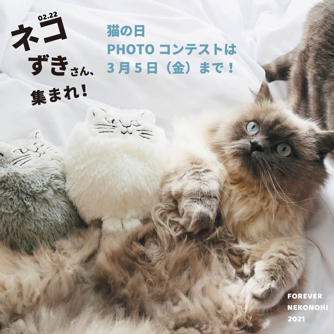リサラーソンさんのインスタグラム写真 - (リサラーソンInstagram)「“フォトコンテストのご応募は3月5日（金）まで！”⁠ ⁠ ただいま開催中の「猫の日フォトコンテスト」の作品に、もうスタッフみんなメロメロです！（すでにご応募いただいているみなさま、癒しをありがとうございます！）⁠ ⁠ インスタグラムで「#nekonohi2021」と検索していただき、うちの猫ちゃんも負けてないわよぉ！ってかたは、リサ・ラーソンのアイテムと共に是非ご参加くださいね。来週まで開催していますので、引き続き愛猫ちゃんとリサの可愛い作品をお待ちしております！⁠ ⁠ 素敵な写真を投稿してくださったかたの中から選ばれた3名様には、スウェーデン製の陶器を含むリサ・ラーソンの新作ねこアイテムをぎゅっと集めた「猫の日セット2021」をプレゼントいたします。みなさまからの楽しい投稿を、お待ちしております！⁠ ⁠ - - - - - - - - - - - - - - - - ⁠ ⁠ ●開催期間⁠ 2021年2月15日（月）〜2021年3月5日（金）⁠ ⁠ ●応募方法⁠ ①「@lisalarsonjp」をフォロー⁠ ②愛猫と一緒にリサ・ラーソンのねこアイテムを撮影⁠ ③2つのハッシュタグ「#nekonohi2021」「#lisalarson」をつけてインスタグラムに投稿⁠ ⁠ ●ご注意⁠ ・1アカウントにつき応募は1回でお願いします。⁠ ・投稿していただいた写真、アカウント名は、リサ・ラーソンのオンラインページやSNS等に掲載させていただく可能性がございます。⁠ ・受賞者の方にはインスタグラムのダイレクトメッセージにてご連絡をさせていただきます。⁠ ・アカウントに鍵をかけている場合、参加する際には鍵を外してご参加ください。⁠ ・ご参加は日本在住の方に限らせていただきます。⁠ ・ご連絡が取れない場合や、転居、ご住所不明などの理由によりプレゼントの発送ができない場合は、受賞の権利を無効にさせていただく場合がございます。⁠ ・投稿する画像は、ご本人で撮影した画像、もしくは撮影者の許可を得たものでお願いいたします。⁠ ・当企画によって生じた利用者もしくは第三者への損害について、弊社では一切の責任を負いかねますので、あらかじめご了承ください。⁠ ⁠ ================⁠⠀⁠ トンカチストアはプロフィールのリンクよりご覧いただけます。⁠⠀⁠ ⁠ →@lisalarsonjp⁠ ⁠ ➡️TONKACHI STOREでもリサ・ラーソンの情報をお届けしております。⁠ ぜひフォローしてくださいね。⁠ →@tonkachi_store⁠ ⁠ ================⁠⠀⁠ ⁠ #LisaLarson #リサラーソン #tonkachi #トンカチ #tonkachistore #トンカチストア #🔨#Sweden #スウェーデン #北欧 #北欧インテリア #北欧雑貨 #北欧ライフスタイル #ceramic #陶器 #陶芸家 #作家  #gift #ギフト #暮らしを楽しむ #暮らし #フォトコンテスト #猫の日 #猫」2月26日 16時01分 - lisalarsonjp