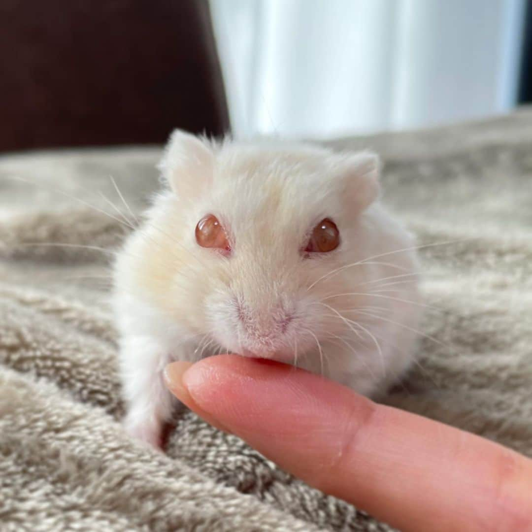 hamster_mocoさんのインスタグラム写真 - (hamster_mocoInstagram)「ぺろぺろ〜👉👅💕 ･ 優しくてかわいいキミちゃんにペロリしてもらって、おかーさんは幸せだよ🥰🐹 2021.2.26 ･  #ハムスターキミ#アルビノ#ハムスター#ジャンガリアンハムスター#ジャンガリアン#ジャンガリアンプディング#プディングジャンガリアン#イエロージャンガリアン#ふわもこ部 #モフモフ#ペット#ハムスタグラム #hamster#djungarian#hamstagram#hammy#happy_pets#PET_OF_OUR_WORLD#igersjp#ig_japan#instapet#weeklyfluff#kawaii#cute#仓鼠#정글리안#햄스터#9gag」2月26日 16時18分 - asahi.fl