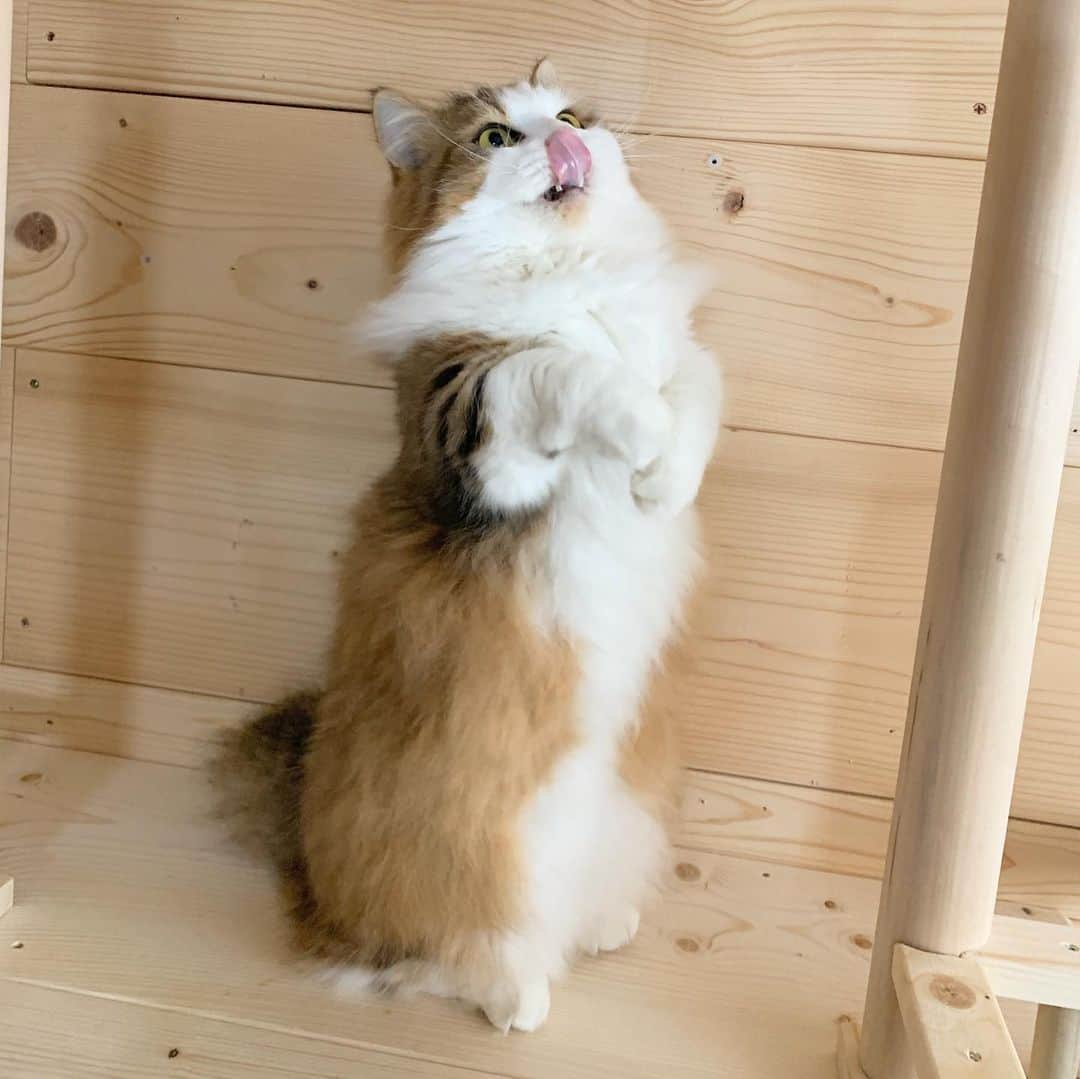 ひのき猫さんのインスタグラム写真 - (ひのき猫Instagram)「秀吉のモデル立ち？  ・ ・ ・ #秀吉 #ひのき猫 #モデル立ち猫 #かわいい猫 #ねこ #猫部 #猫のいる生活 #cat #catstagram #cute」2月26日 16時27分 - hinoki.cute.kitten