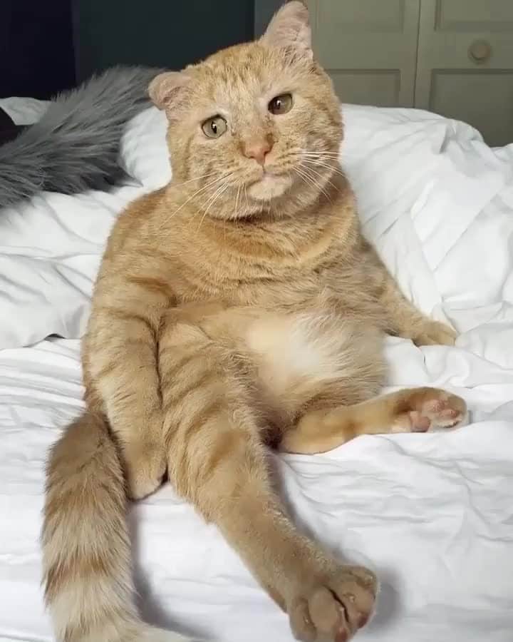 Cats of Instagramのインスタグラム：「From @mrwillisthecat: “Hello, how you doin’ 😽” #catsofinstagram」