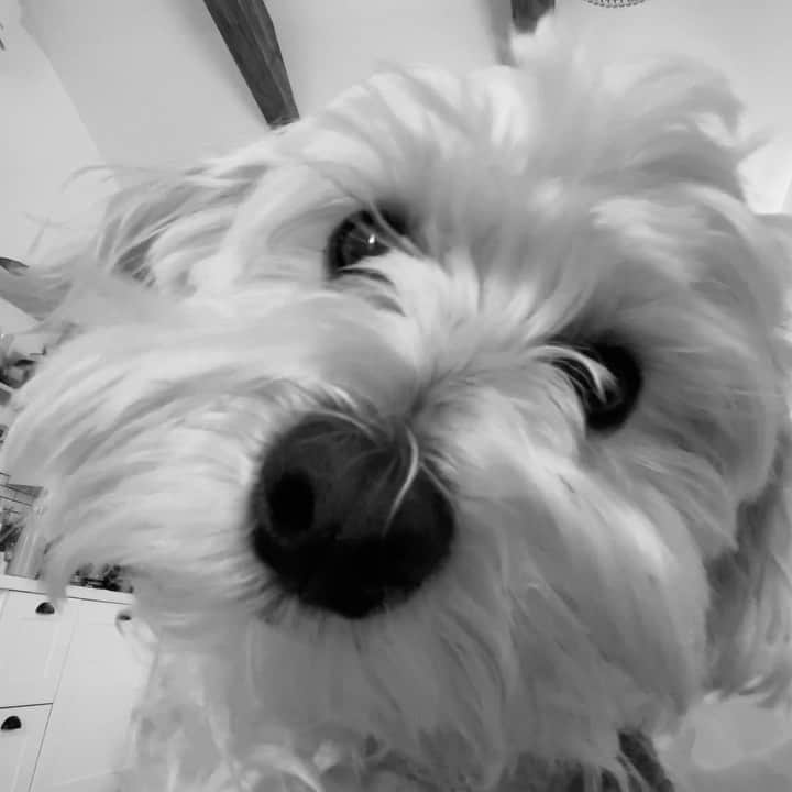 ケイトリン・ディーヴァーのインスタグラム：「dog appreciation post for banjo girl」