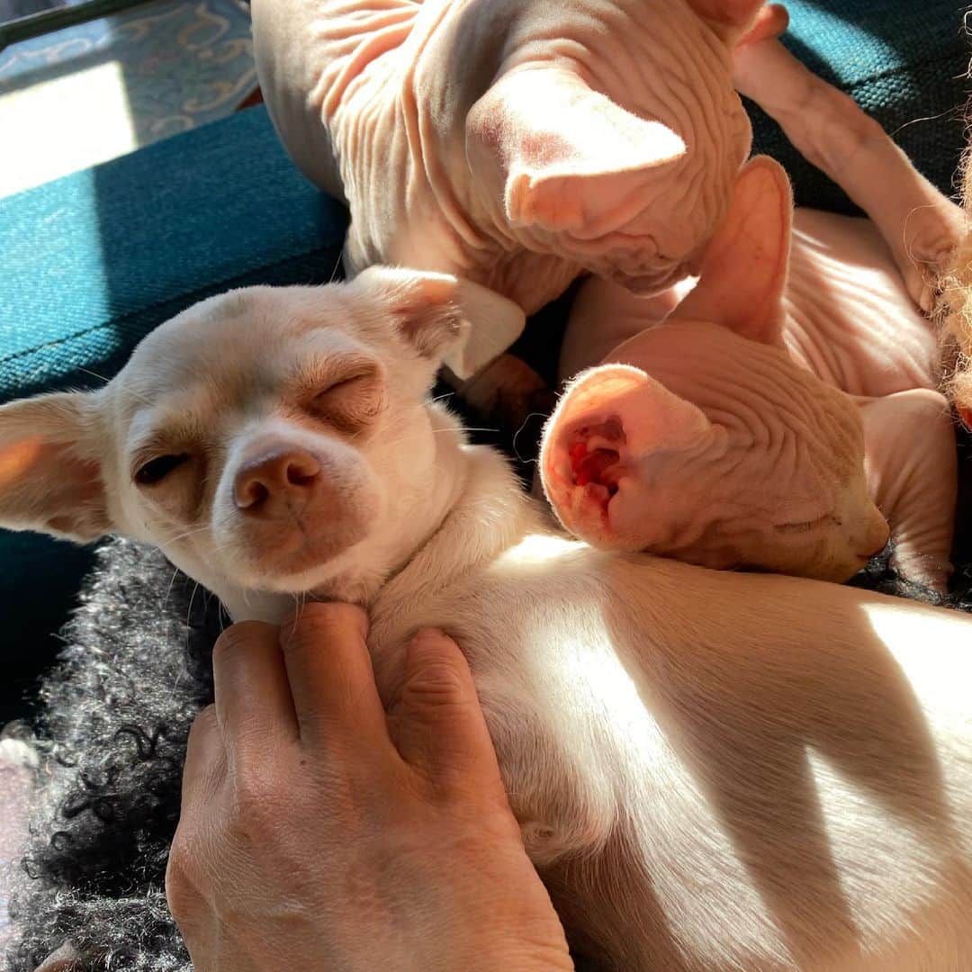 マーガレット・チョーのインスタグラム：「All love #chihuahua #rescuedog #sphynx」