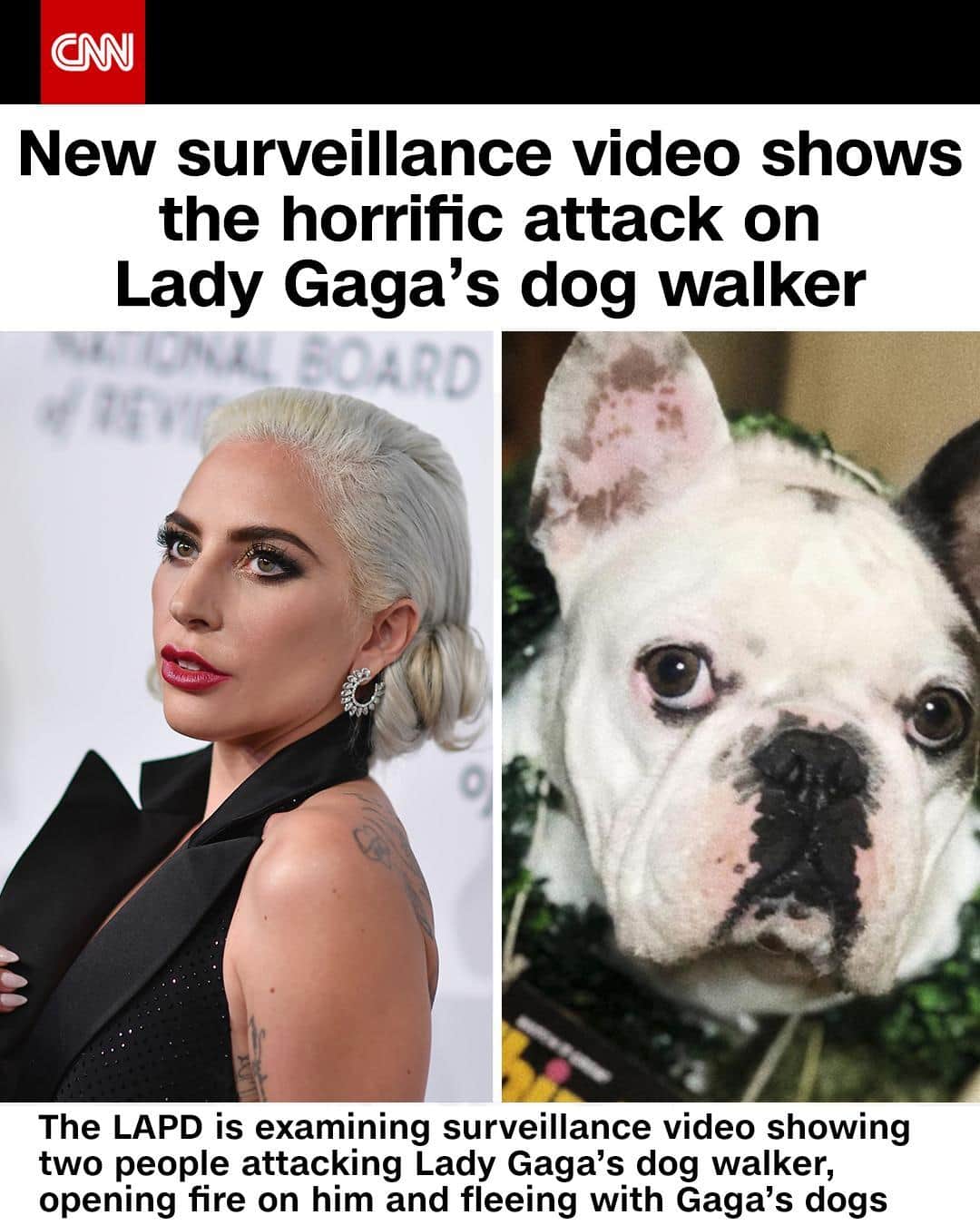 CNNさんのインスタグラム写真 - (CNNInstagram)「Lady Gaga's dog walker was shot and her two French bulldogs, Koji and Gustav, were stolen Wednesday night in Hollywood, and the LAPD is examining new surveillance video. The footage, recorded by a home surveillance camera, shows the dog walker on Sierra Bonita Avenue in Hollywood on Wednesday night when a light-colored sedan slows down and stops next to him. At least two people can be seen exiting the vehicle and accosting the dog walker. In the video, the victim is heard shouting "no, no" as he struggles with his attackers. French bulldogs are a frequent target for theft because they make ideal canine companions: They don't bark much, prefer snuggles and indoor play to long walks or games of catch and retain their puppy-like stature all their lives. Tap the link in our bio to learn more.⁠ ⁠ (📸: Angela Weiss/AFP/Getty Images, Lady Gaga/Instagram)」2月27日 2時31分 - cnn