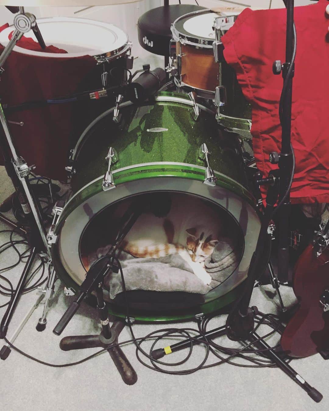Richard Kittyのインスタグラム：「Not the best napping spot, Richard? 🥁」