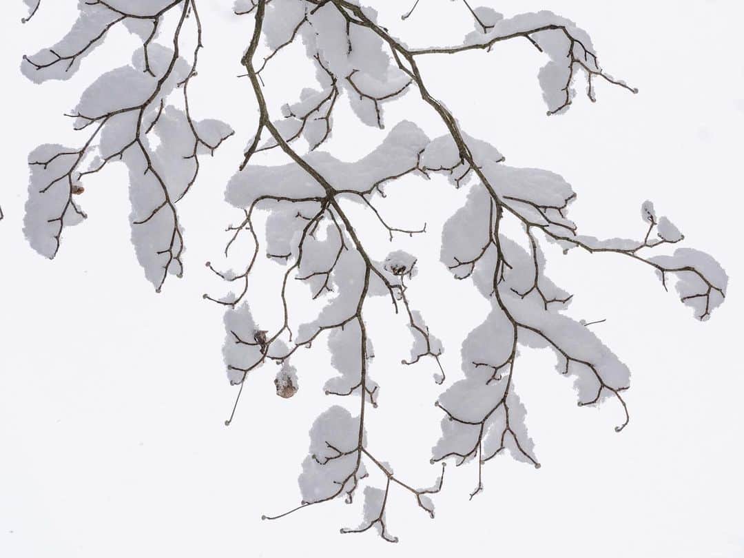 ナショナルジオグラフィックさんのインスタグラム写真 - (ナショナルジオグラフィックInstagram)「Photos by @stephenwilkes / It's been a snowy February here in Connecticut. Here are a few of my favorite images from a recent snowstorm! To see more from my travels near and far, follow me @stephenwilkes. #winter #fujigfx100 #westportct #snow」2月27日 2時35分 - natgeo