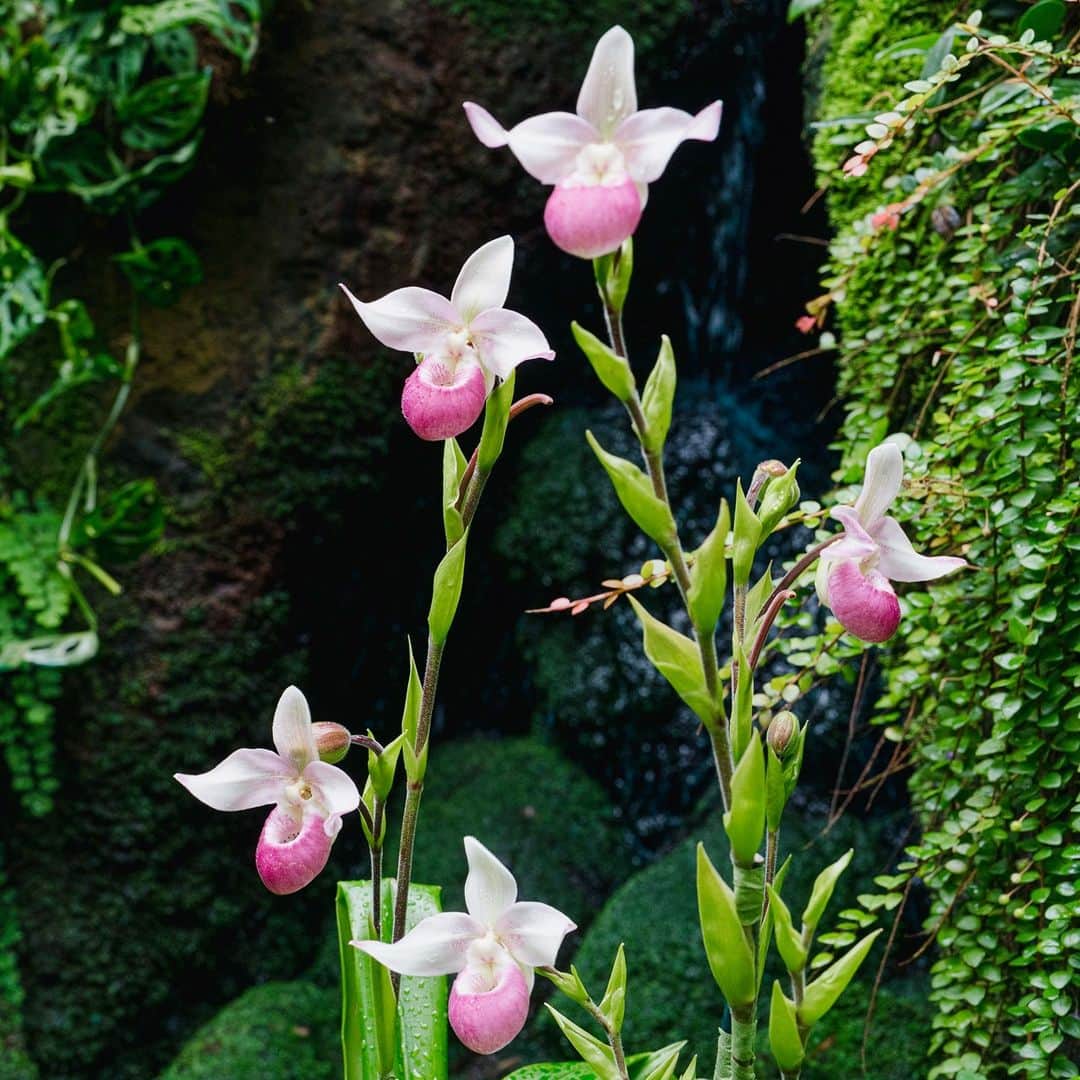 のインスタグラム：「In the warmth of the Haupt Conservatory, these Phragmipediums are stand-outs among the plantings of "Spotlight on Orchids," this year's showcasing of intimate displays of orchids set against the rich green foliage of our landmark glasshouse collections. . See it for yourself through April 4. . #Phragmipedium Cardinale 'Wilcox' #plantlove #AllInNYC」