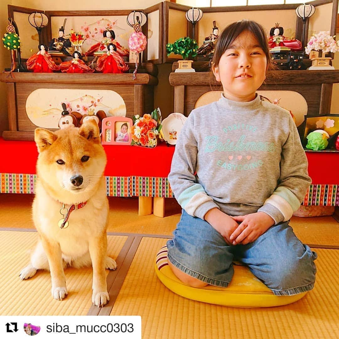 西条市さんのインスタグラム写真 - (西条市Instagram)「お雛様🎎 誰もが子ども達の健やかな成長を祈っています🐶😌🐶  #Repost @siba_mucc0303 (@get_repost) ・・・ #雛人形#雛人形飾りました  今ごろです(笑)。 イイんです(笑)ウチは今治のひぃばぁちゃんちの風習で旧暦の３月３日まで飾ってるから🎎。 おすましムック🐶の１枚目に至るまでの過程、珍しく載せます(笑)。 いつもこんなやり取りをしてるのですよ(笑)。 おやつ見せながら、何とかキープさせているのです😅。 ＊ 入室禁止の和室。 しばし解禁でテンション上がり🐕️🎶。 一番日当たりの良い場所で🐶💤。 ＊ ＊ #柴犬#sibainu#siba#しばいぬ#しばいぬマニア#しばいぬ部#柴犬好きな人と繋がりたい#柴犬大好き#田舎と柴犬#田舎の暮らし#田舎の風景#田舎の風景が好き#赤柴 #lovesaijo#lovesaijoじかん」2月26日 18時22分 - lovesaijo