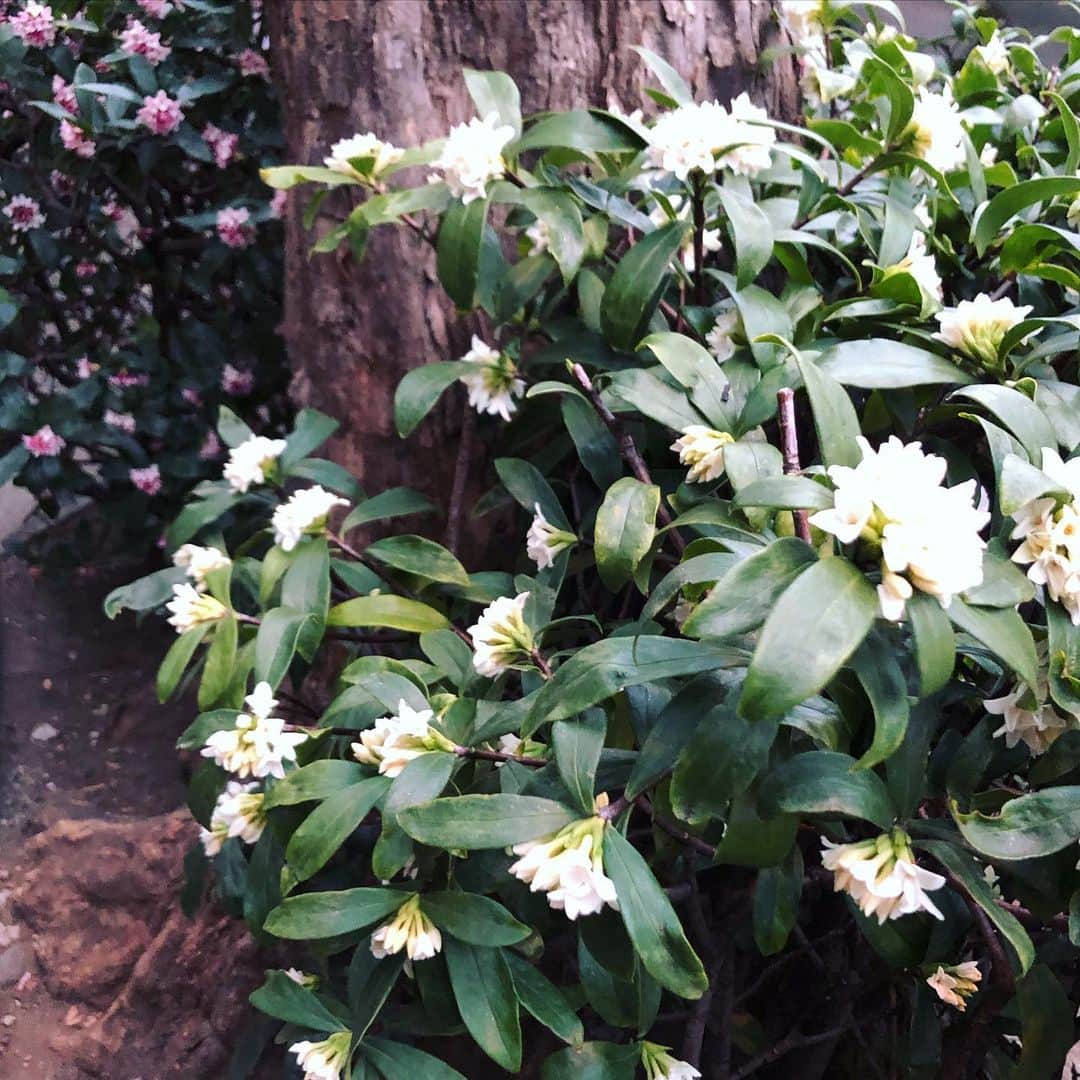 萩野志保子さんのインスタグラム写真 - (萩野志保子Instagram)「ここ数日、息子とくんくんくんくんくんくんくんしています。季節ですね！ はあ。なんていい匂いなの。  #沈丁花  #沈丁花の香り  #じんちょうげ  #春」2月26日 18時20分 - shihoko_hagino
