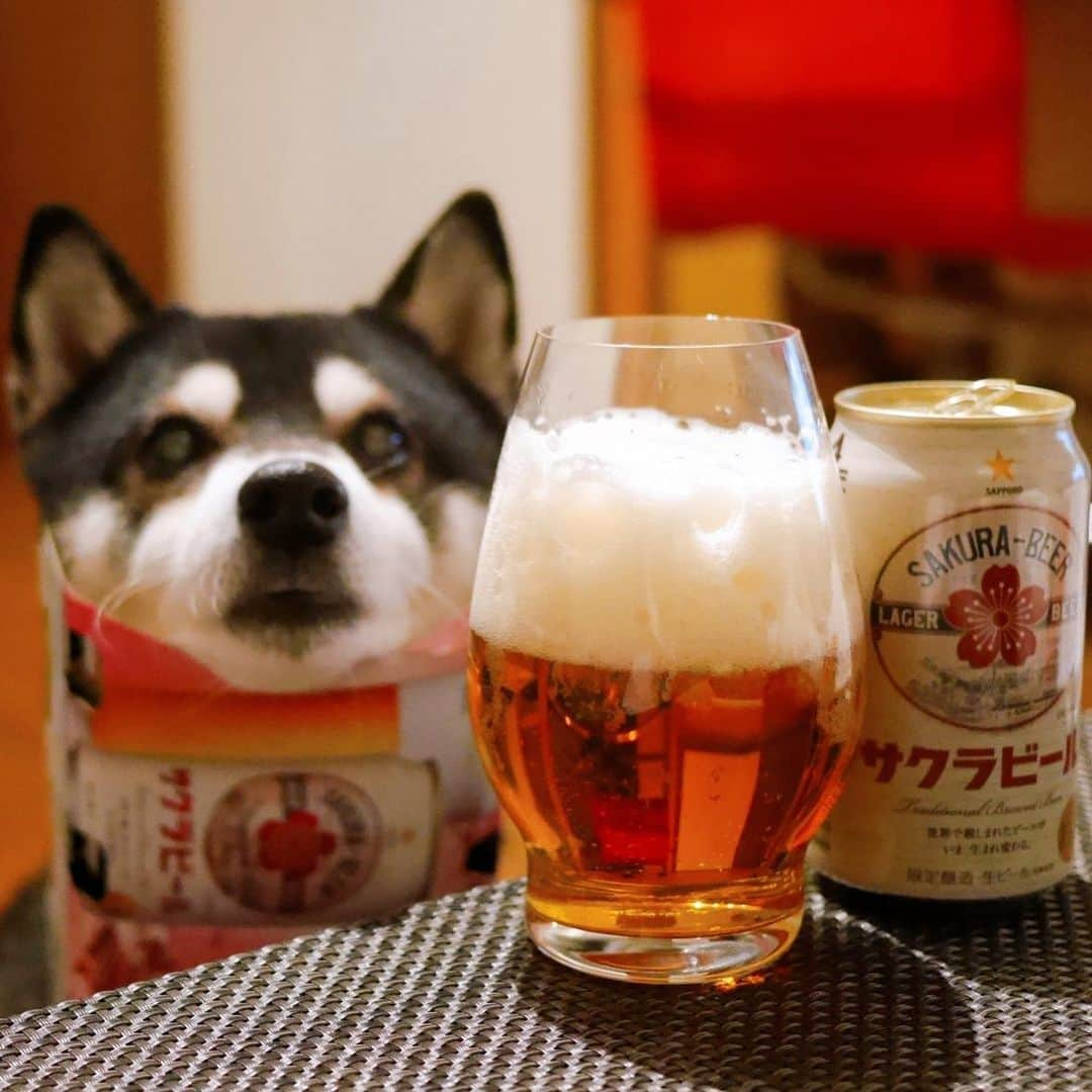 くろさんのインスタグラム写真 - (くろInstagram)「今週もお疲れちゃんでした🍺 #されるがまま犬 #目線の先にはおやつ #つぶらな瞳 #お疲れちゃんビール #サクラビール #サクラビール2021 #サクラビール🌸 #sakurabeer #サッポロ生ビール #サッポロビール #sapporobeer #lovebeer #⭐️SAPPORO #乾杯をもっとおいしく #黒柴 #柴犬 #イッヌ #晩酌犬 #カメラ目線犬 #犬かわいいよ #犬かわいいぬ #犬かわいい #イッヌのいる暮らし #イッヌのいる生活 #わんこのいる暮らし #わんこのいる生活 #柴犬のいる暮らし #柴犬のいる生活 #黒柴のいる暮らし #黒柴のいる生活」2月26日 18時21分 - m6bmw