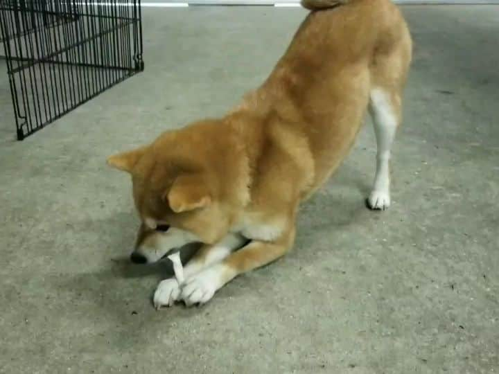 柴犬たま Shibainu Tamaのインスタグラム