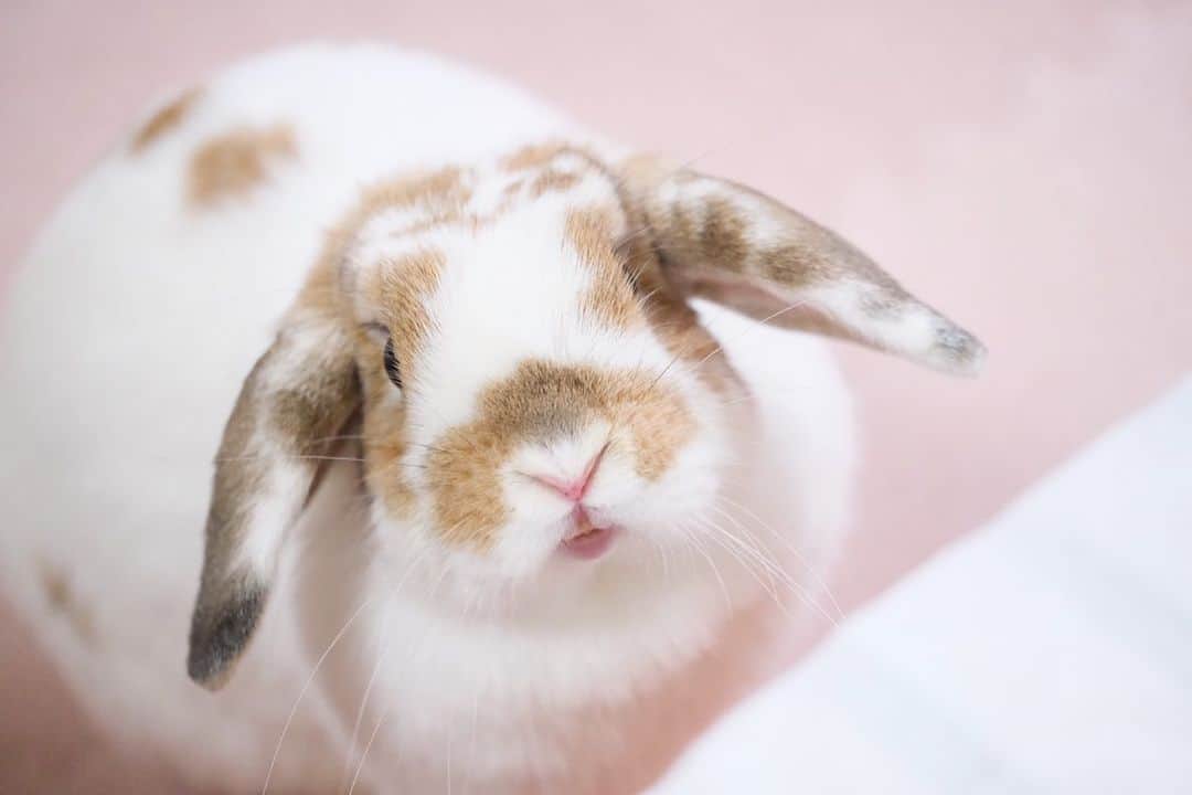 usagraphさんのインスタグラム写真 - (usagraphInstagram)「歯が出たらベッドの上に飛び乗る３秒前ww ＊ ＊ ＊ #うさぎ　#rabbit #bunny #アニマル写真部　＃instabunnies #igersjp  #tokyocameraclub #東京カメラ部  #bunnystagram  #うさぎ部 #ホーランドロップ #hollandlop  #ファインダー越しの私の世界  #myfujilove  #今日もx日和　#cutepets」2月26日 18時56分 - usagraph