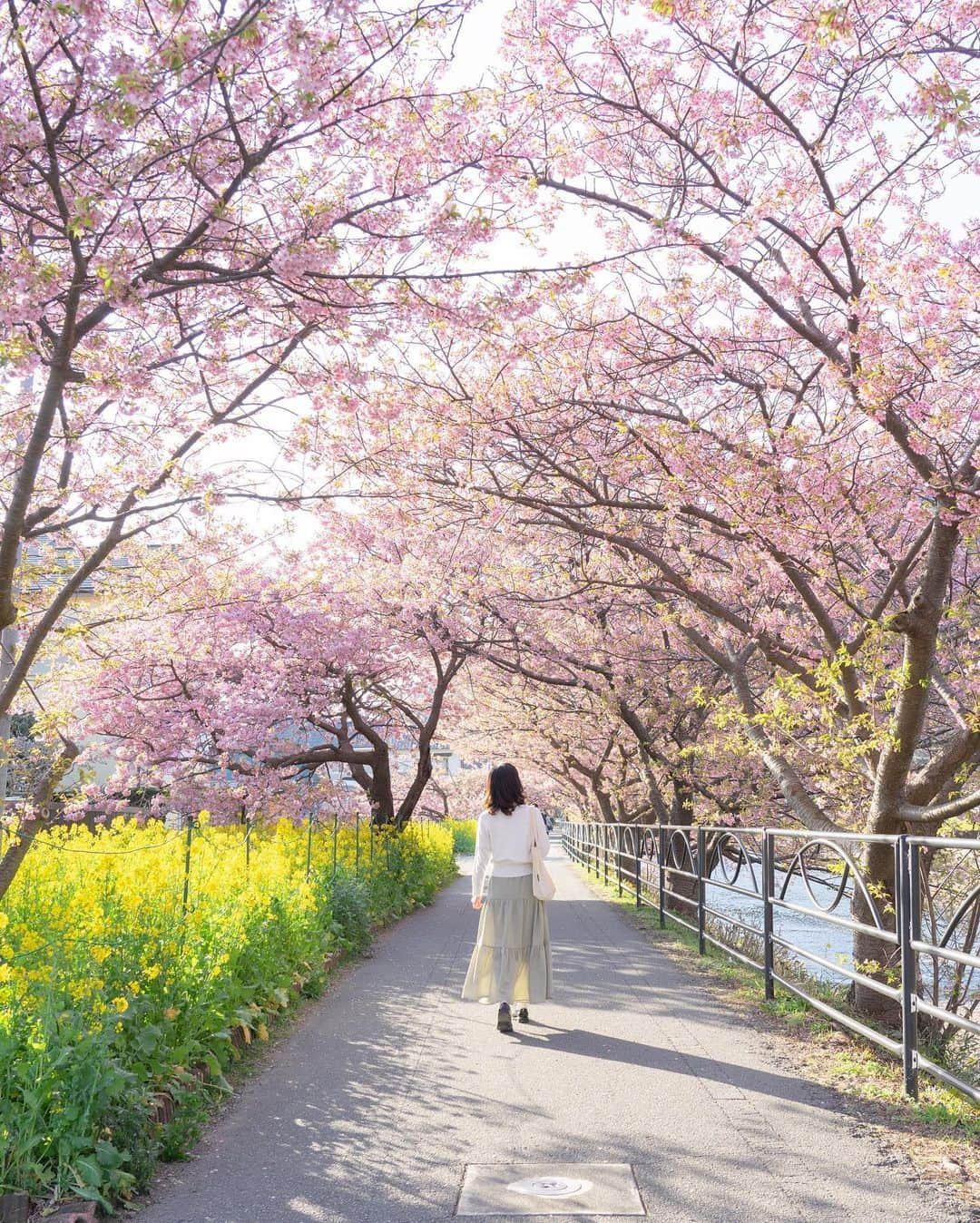 masayaさんのインスタグラム写真 - (masayaInstagram)「Kawazu Cherry blossoms  Shizuoka prefecture  伊豆河津の河津桜。現在は満開を終え徐々に散り始めましたが、来年以降、河津桜を見に来られる時は、伊豆東急今井浜ホテルをおすすめします。約1キロと近く、朝食を終えた後、人が少ない河川敷を桜を見ながら散歩ができます。 またこれからの季節、ホテルの目の前に広がる海を眺めながら、リゾートワーケーションもおすすめです！  #東急ホテル #伊豆今井浜東急ホテル #ホテル #桜 #伊豆 #静岡県 #pr @izuimaihamatokyuhotel  @tokyuhotels」2月26日 18時53分 - moonlightice