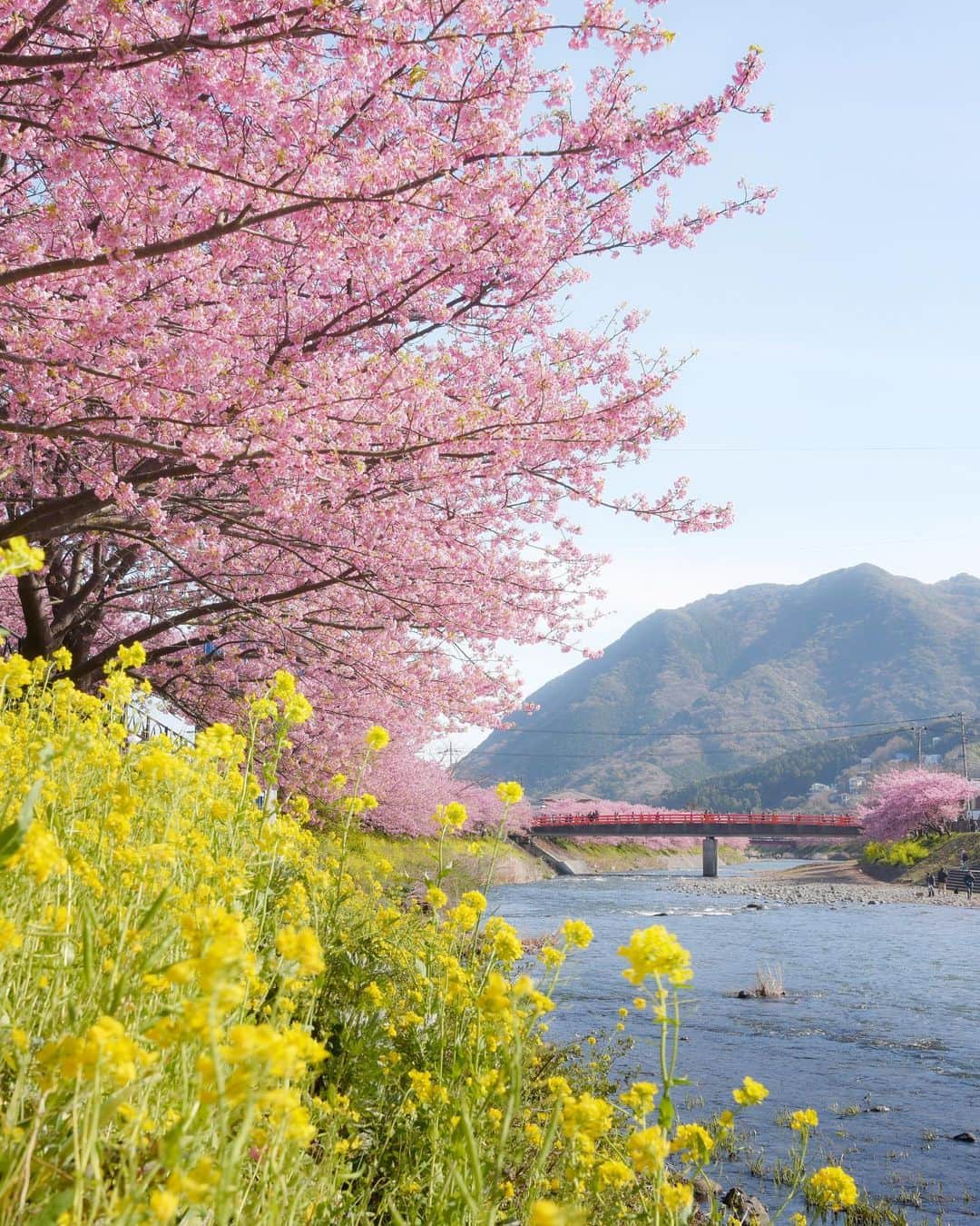 masayaさんのインスタグラム写真 - (masayaInstagram)「Kawazu Cherry blossoms  Shizuoka prefecture  伊豆河津の河津桜。現在は満開を終え徐々に散り始めましたが、来年以降、河津桜を見に来られる時は、伊豆東急今井浜ホテルをおすすめします。約1キロと近く、朝食を終えた後、人が少ない河川敷を桜を見ながら散歩ができます。 またこれからの季節、ホテルの目の前に広がる海を眺めながら、リゾートワーケーションもおすすめです！  #東急ホテル #伊豆今井浜東急ホテル #ホテル #桜 #伊豆 #静岡県 #pr @izuimaihamatokyuhotel  @tokyuhotels」2月26日 18時53分 - moonlightice