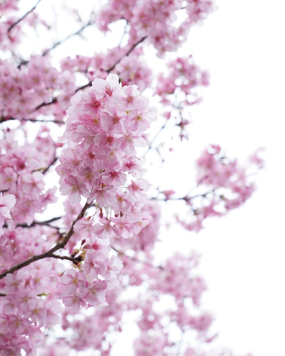 masayaさんのインスタグラム写真 - (masayaInstagram)「Kawazu Cherry blossoms  Shizuoka prefecture  伊豆河津の河津桜。現在は満開を終え徐々に散り始めましたが、来年以降、河津桜を見に来られる時は、伊豆東急今井浜ホテルをおすすめします。約1キロと近く、朝食を終えた後、人が少ない河川敷を桜を見ながら散歩ができます。 またこれからの季節、ホテルの目の前に広がる海を眺めながら、リゾートワーケーションもおすすめです！  #東急ホテル #伊豆今井浜東急ホテル #ホテル #桜 #伊豆 #静岡県 #pr @izuimaihamatokyuhotel  @tokyuhotels」2月26日 18時53分 - moonlightice