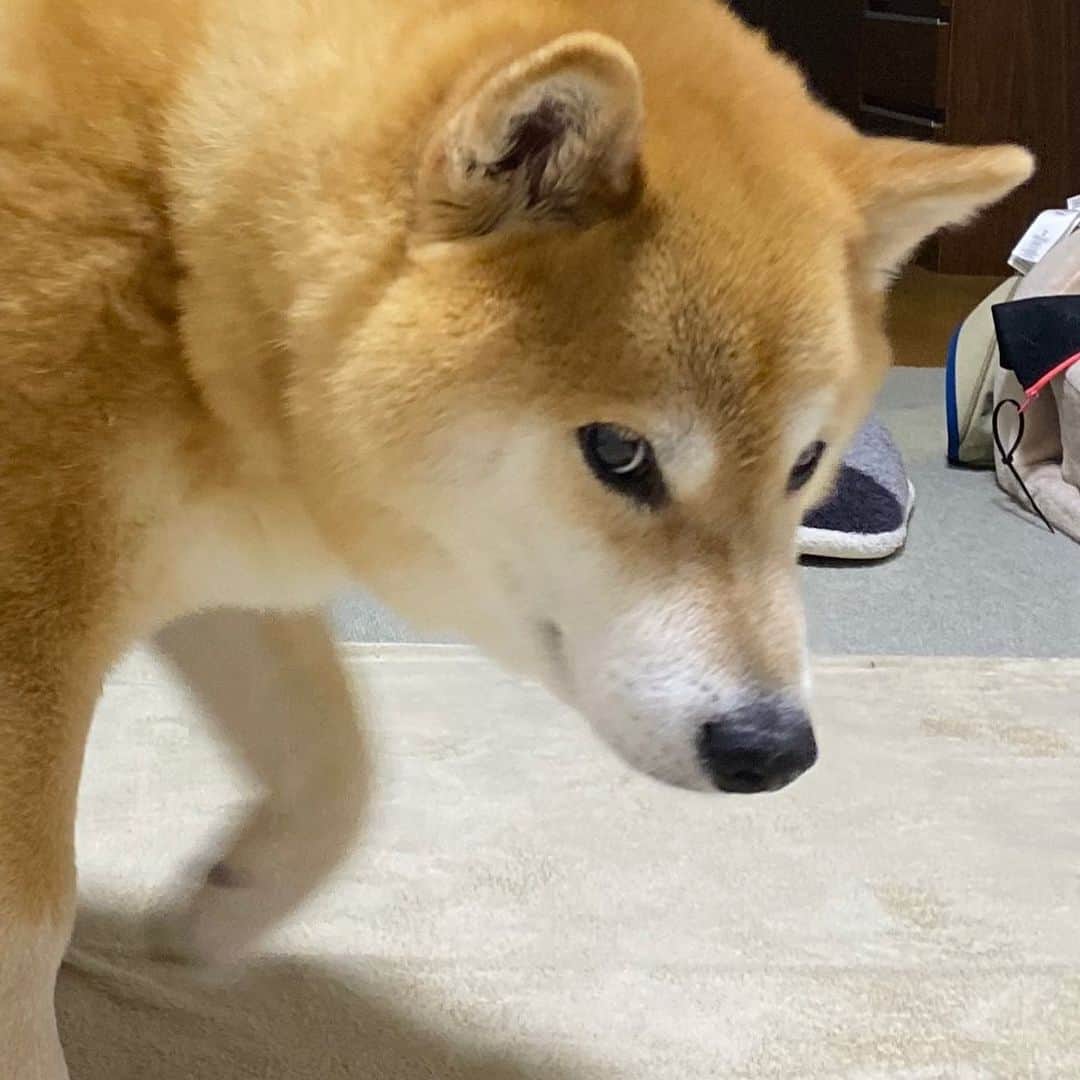まる（まるたろう）のインスタグラム：「Thank you for your working for a week! Have a nice weekend!✨🐶✨金曜日おつまる〜！今週もよく頑張りました〜 #いい子いい子してあげる  #並んでくださいね #順番だよ」