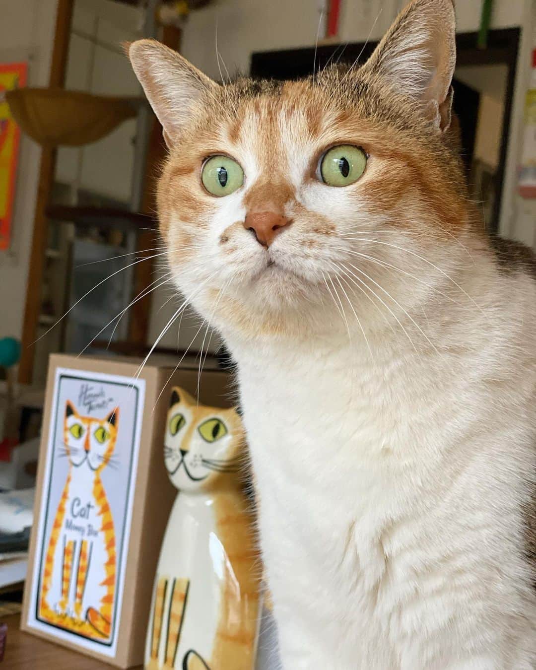 山田稔明さんのインスタグラム写真 - (山田稔明Instagram)「アタシ今日も超たいくつだったわ。 #ポチ実 #三毛猫」2月26日 19時05分 - toshiakiyamada