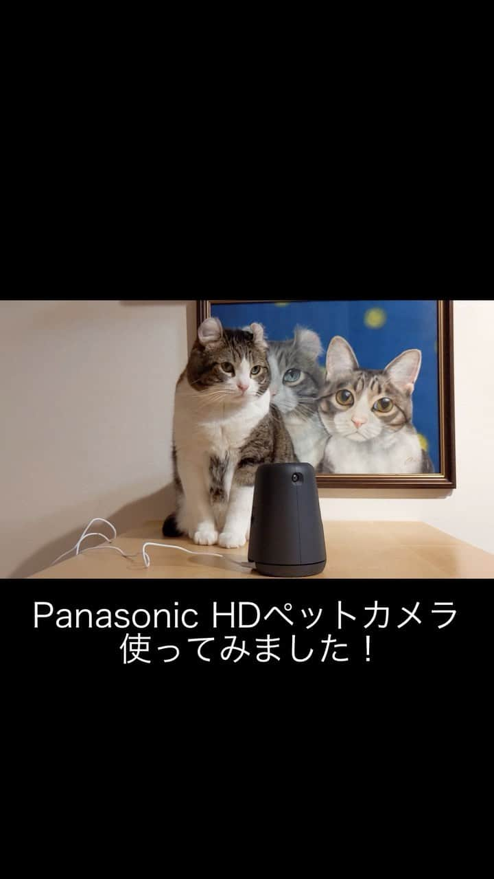 スノーのインスタグラム：「We got a present, a pet camera from #panasonic . We set up it every morning when we left home, to see how they spend their day without us♥️ ・ このご時世で猫と一緒に入れる生活に慣れたら、いざ外出となると、留守中の様子がめっちゃ気になります😔 ・ そこでPanasonicの#ペットカメラ を２週間使ってみて、過去使ったことのあるカメラと比較してみました。ご参考まで👇 ・ 1️⃣自動追尾機能で猫を追いかけて録画してくれるので便利 2️⃣1週間ダイジェスト機能ど自動で動画を作ってニャンズの様子を教えてくれるので楽ちん！ 3️⃣行動ログ機能は特定場所の動画だけを撮り、食事&トイレの様子をしっかり記録できて、ニャンズの体調管理ができる🚼 4️⃣360°広範囲の首振りで😺を逃さない♪ 5️⃣転倒防止機能がついてて、ニャンズにいたずらされても倒れにくい！ ・ 別部屋用もあるのでもう一個買う予定👍 #HDペットカメラ #パナソニックのペットカメラ #パナソニック @panasonicjp #pr #meowed #catsofinstagram #cats_of_instagram #catstagram #tumor #cat #cats #kucing #gato #chat #catloversclub #catlover #9gag #weeklyfluff #kedi #katze #kawaii #neko #instagramjapan #고양이 #кот #แมว #猫 #ふわもこ部」