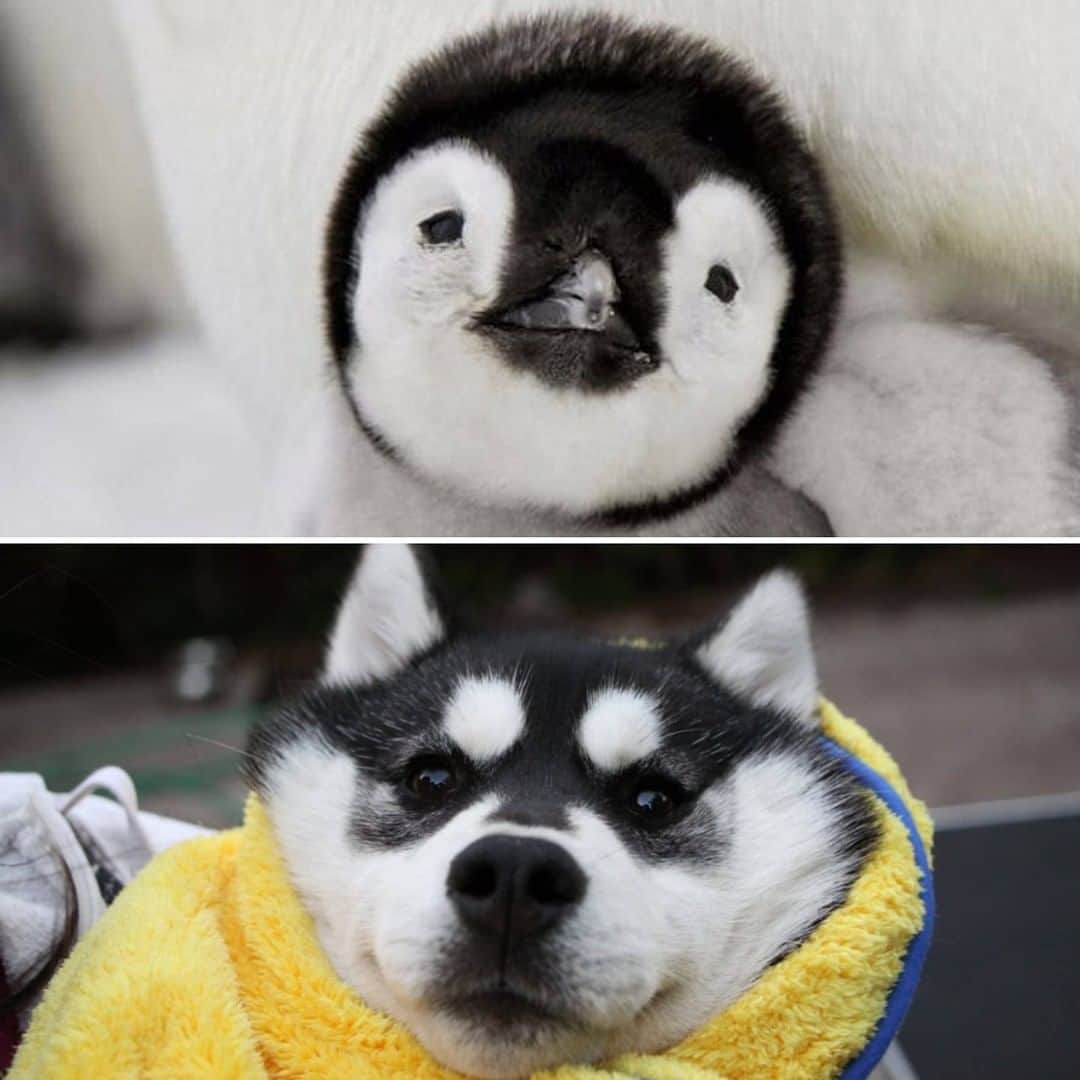 8crapさんのインスタグラム写真 - (8crapInstagram)「“My baby turns into a baby pinguin when she's wrapped in a towel 🐧🙃” - Want to get featured like them? Join “The Barked Club” on FACEBOOK and post something now! 👉 barked.com - 📷 @FluffyChewyMonsterAllie - #TheBarkedClub #barked #dog #doggo #Husky」2月26日 19時00分 - barked
