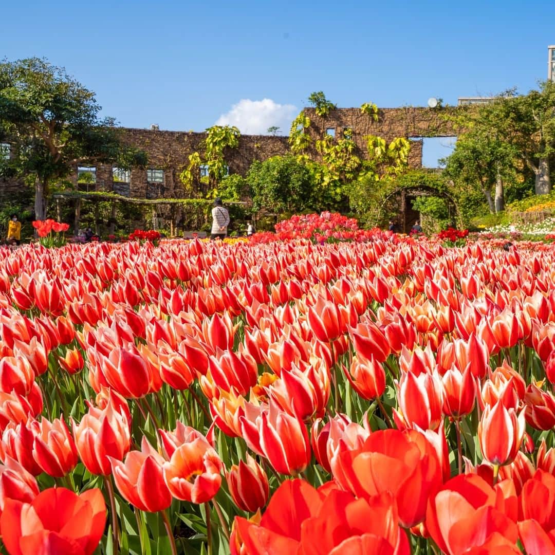 Be.okinawaのインスタグラム：「A colorful walking path will excite you about spring’s arrival.  📍: Churaumi Flower Festival, Ocean Expo Park  February is the season in Okinawa when many flowers start to bloom. Enjoy the park decorated with about 300,000 colorful flowers!　Feel the warm spring breeze and enjoy the scent of spring in every corner of the park. 😊  Tag your own photos from your past memories in Okinawa with #visitokinawa / #beokinawa to give us permission to repost!  #海洋博公園 #oceanexpopark #해양엑스포공원으로 #本部町 #motobutown #모토부 #beautifuldestinations #tropicalflower #flowerstagram #okinawaflower #japan #travelgram #instatravel #okinawa #doyoutravel #japan_of_insta #passportready #japantrip #traveldestination #okinawajapan #okinawatrip #沖縄 #沖繩 #오키나와 #旅行 #여행 #打卡 #여행스타그램」
