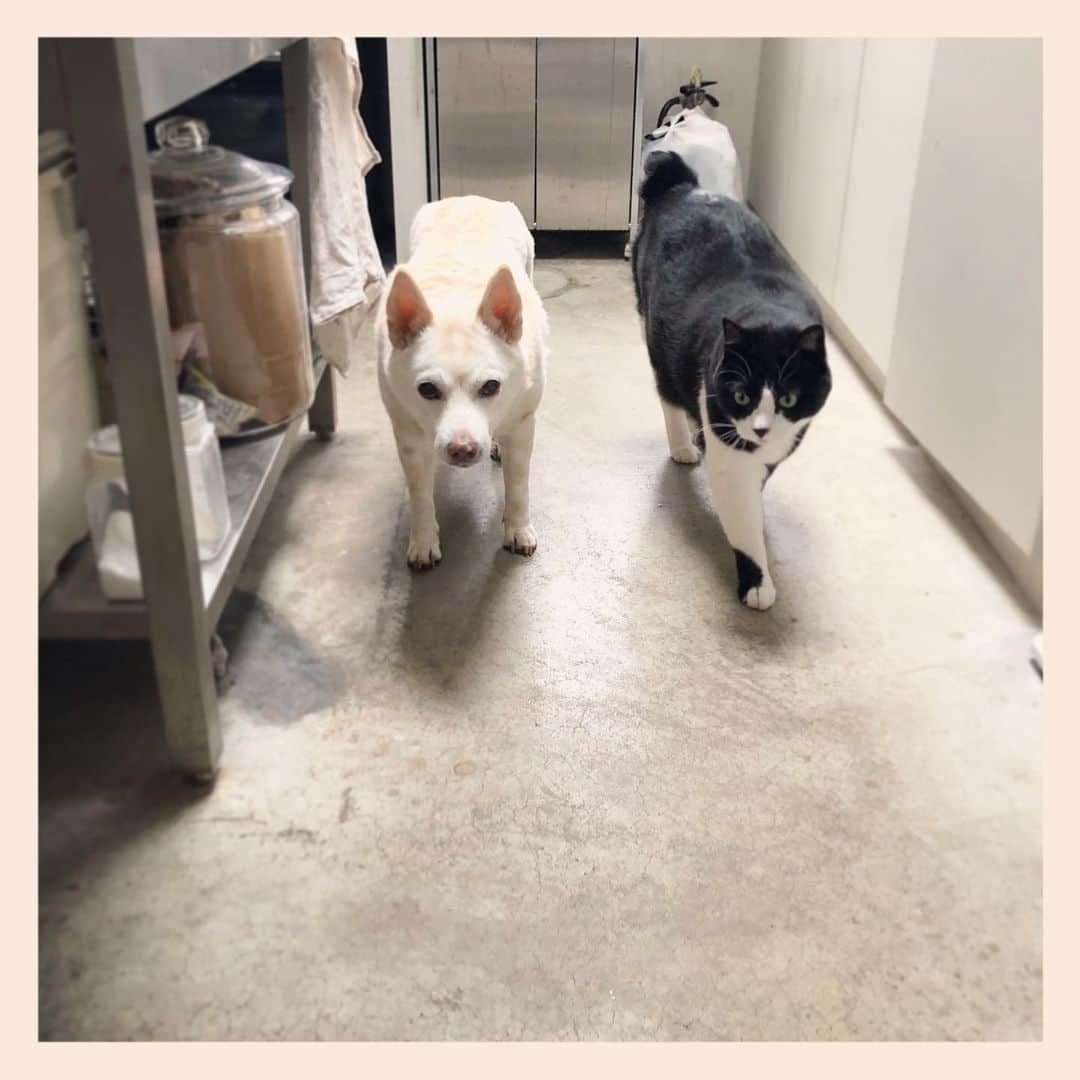 パンといっぴきさんのインスタグラム写真 - (パンといっぴきInstagram)「#元保護犬 #雑種犬 #犬と猫 #元保護猫 #白黒猫 #ハチワレ #blackandwhitecat #crossbreed #tuxedocat #mixdog #catanddog #キップル14歳」2月26日 19時03分 - kwhr725