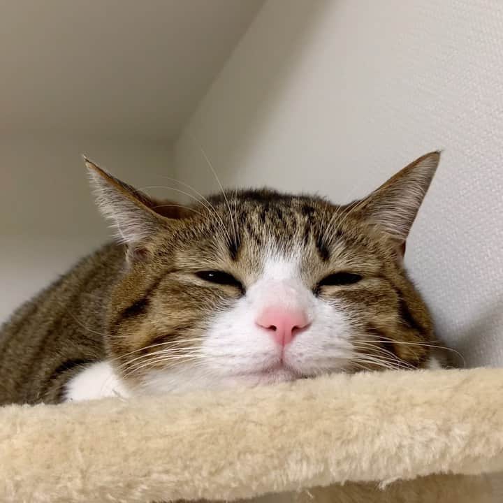 すずめくんのインスタグラム：「🐱💖  一週間、お疲れ様にゃん😽✨  Have a nice Friday💖💖  #のんびり #まったり  #ねむねむアニマルズ」