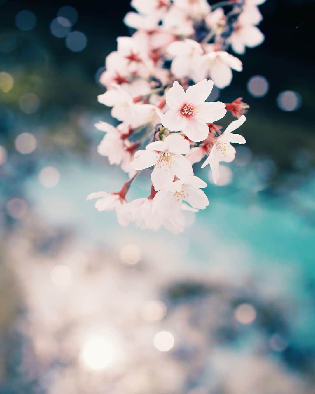 国分真央さんのインスタグラム写真 - (国分真央Instagram)「.﻿ 今年の春は桜の名所にも行きたいけど﻿ 近所で咲いてる桜巡りもしたいなあって思ってます 𖠁 𖠁 ﻿ ﻿ 写真はイオンの横で撮った桜🌸😋笑﻿ ﻿ ﻿ ﻿」2月26日 19時04分 - mao_kokubu