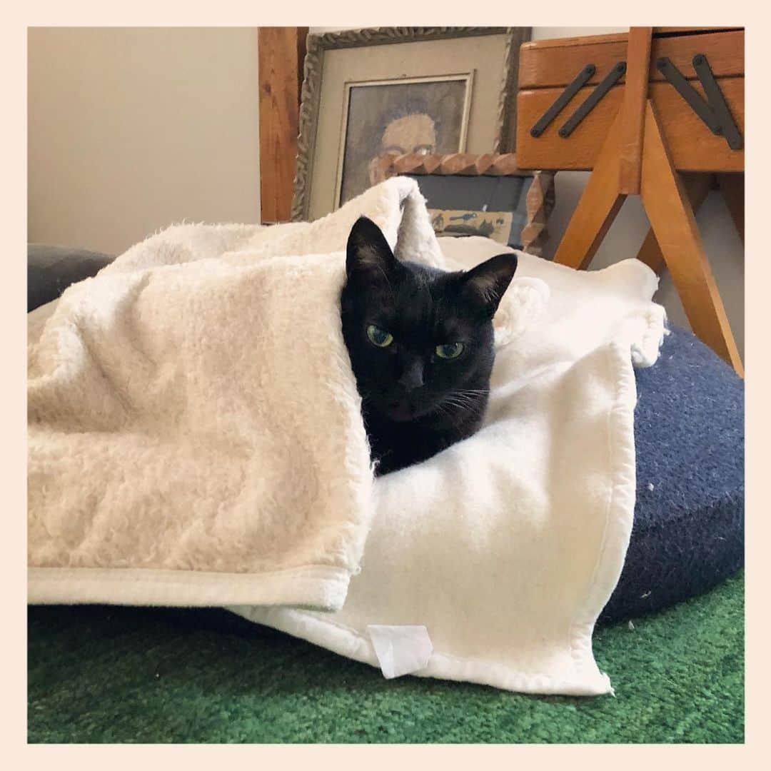 パンといっぴきのインスタグラム：「#元野良猫 #黒猫 #blackcat」