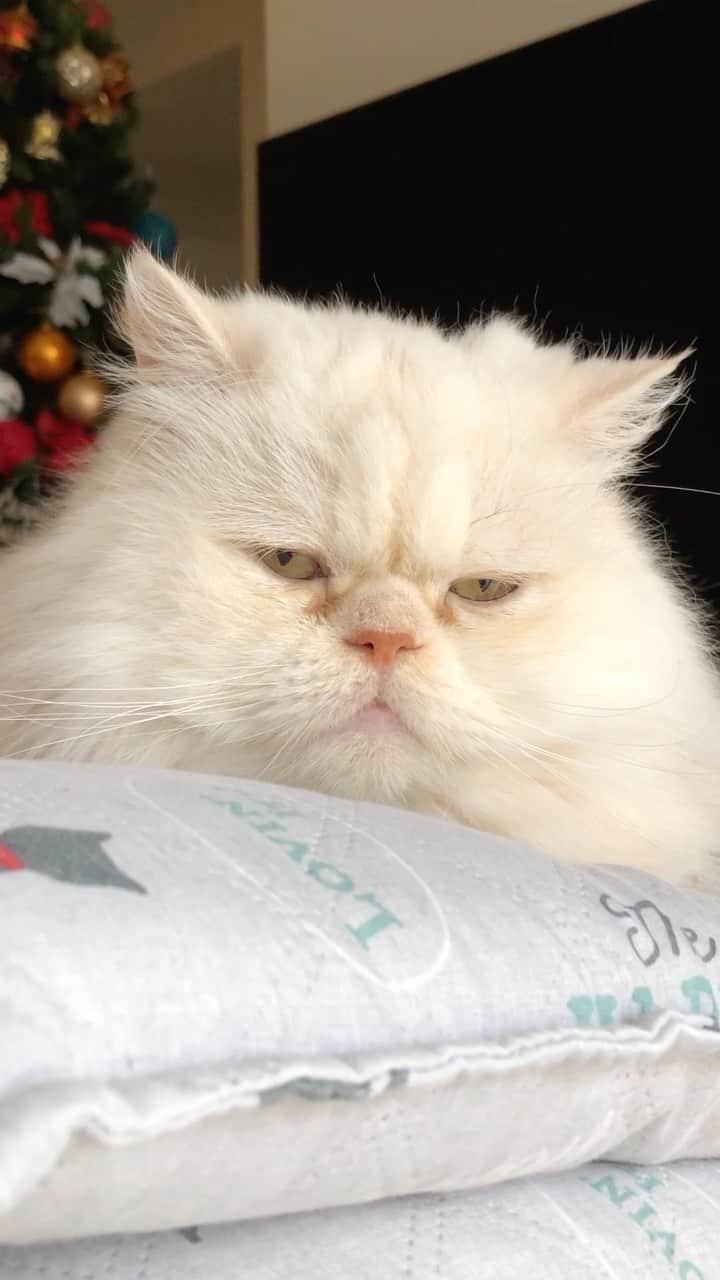 のインスタグラム：「Missing our Bruce so much ❤️🌈   #flashbackfriday #cat #catsofinstagram」