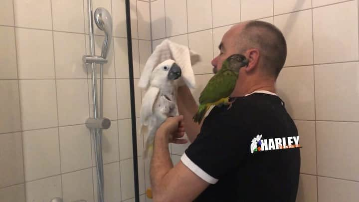 ? Enjoy Harley's Lifeのインスタグラム：「Showertime with Gizmo and Dad , entire video on my Youtubechannel 👍🏻 dint forget to subscribe 🤗🤗link in bio 🔼#youtube #youtubechannel #daddysboy #daddyslittlegirl #parrots#pets#instagood #instadaily #instagram #instalike #cockatoolife #cockatoo」