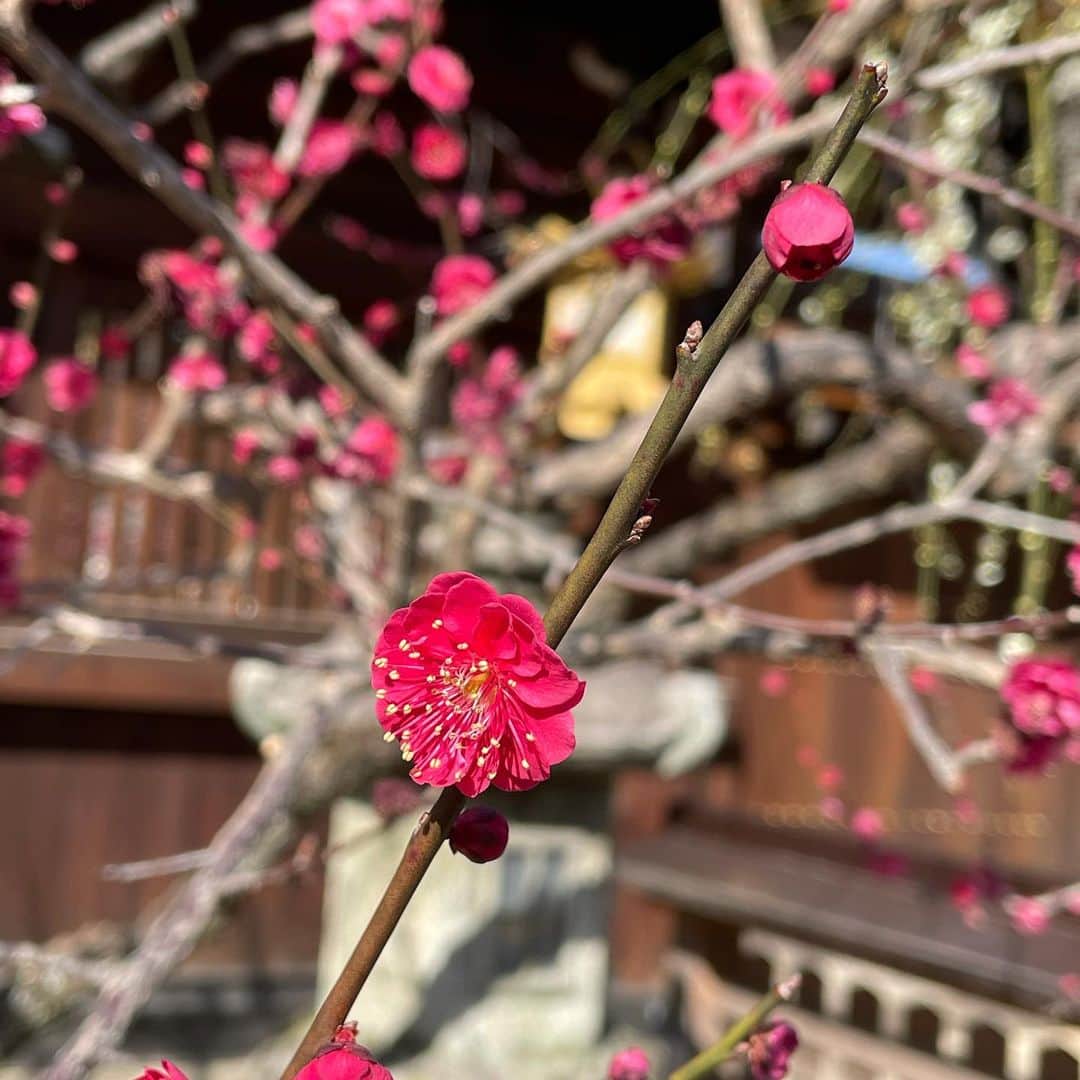 DJ AIKO 62さんのインスタグラム写真 - (DJ AIKO 62Instagram)「京都で梅といえば北野天満宮。先週あたりから番組宛に「きれいでした✨」というツイートが写真付きでいくつも届きまして、梅苑を見に行きたいなぁという気持ちも高まっておりました。  この日は天気にも恵まれて、ぽかぽか陽気の中梅の花のいい香りが。どこを見上げても「わぁ！きれいやなぁ😊」と心が躍りました。のんびり、ゆったりと楽しめたのもよかったです。  2月26日から3月14日までの毎週末（金土日・状況により判断のため要確認）はライトアップも行われるそう。ところどころにLEDのライトを仕込むであろうガラスケースがぶら下がっていて、さぞ幻想的だろうなぁと想像しました。  少し沈んでいた気持ちも上向きました。京都と自然に癒してもらいました😊  #北野天満宮 #北野天満宮梅苑 #京都 #梅 #DJAIKO62 #京都散歩 #京都寺社巡り #自然を愛でる #梅苑 #梅2021 #nofilterneeded  #梅見頃 #広い」2月26日 19時31分 - djaiko62