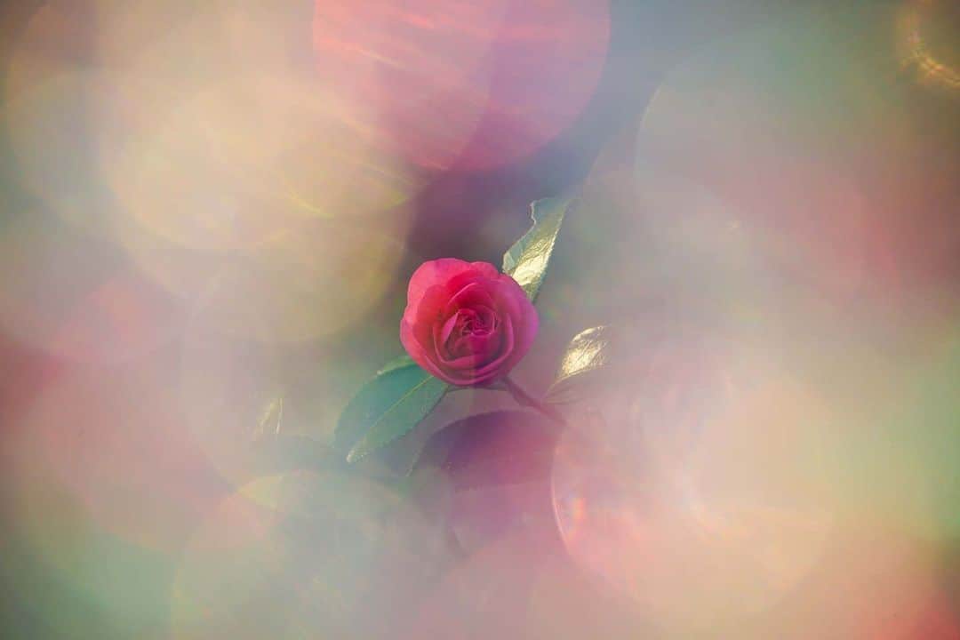 花の写真館のインスタグラム：「Photo by Fumihiro Aiba.⠀ .⠀ Original Post[投稿いただいたURL]⠀ https://www.facebook.com/photo.php?fbid=391326542092887⠀ .⠀ 本アカウントは、 #私の花の写真 をつけてInstagramに投稿された皆さまの花の写真や、「花の写真館」Facebookページで投稿された花の写真を紹介します。⠀ 「花の写真館」Facebookページは、「 @floral.photograph 」のプロフィールにあるURLからご覧ください。⠀ .⠀ ※各自、政府、自治体など公的機関の指示に従った行動をお願いします。⠀⠀ 東京カメラ部および分室では、写真を「見る楽しみ」を提供することを通して、微力ながら皆様にわずかな時間でも癒しをお届けしたいと思っております。⠀ ※本アカウントは東京カメラ部がFacebook、Instagramのサービスを利用して運営しているもので、Facebook社・Instagramとは一切関係ありません。⠀ .⠀ #花の写真館 #floralphotograph #floralphoto #flower #flowers⠀ Follow: @floral.photograph」