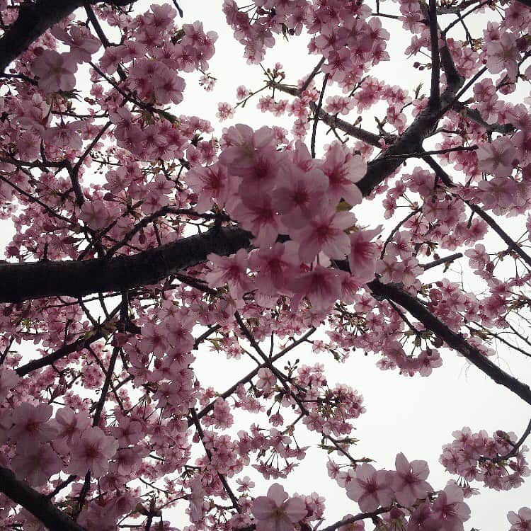 長見玲亜のインスタグラム：「こんばんは🌝  歩いていたら偶然綺麗な桜を見つけました🌸  都内でも早咲き桜は結構あるらしいと聞きました~！  今日の都内は寒かったですが、もうすぐ春がくるということですね✨」