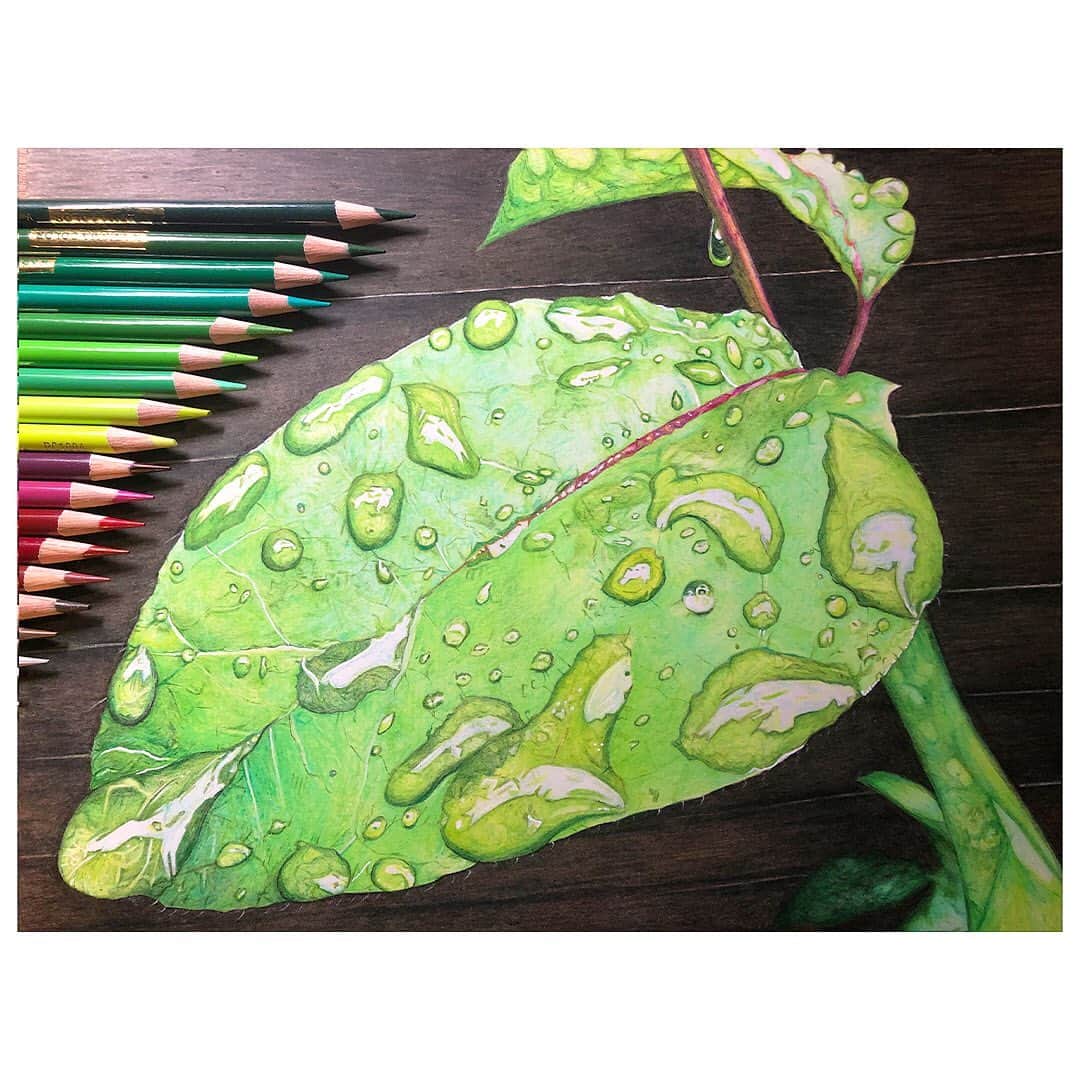 eyeronのインスタグラム：「#eyeron #お絵描き #色鉛筆 #色鉛筆イラスト #色鉛筆画 #色鉛筆アート #カリスマカラー  #目指せプレバト #プレバト #prismacolor #coloredpencil #drawing #leaf」