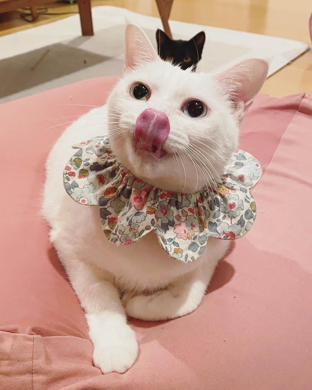 maimocotoのインスタグラム：「みんなのベロ、集めました👅❤︎ ＊ ＊ 『はずかしいの、あたち🙀』 ＊ ＊ そういえば、先日トライアルへ行っていた #ピコとチャキ は正式譲渡になりました✨ @oimo210 のママのお友達家族なんですよー♪おいもママ、いつもありがとう💙 ＊ ＊ #チコの故郷足利市の山火事が早くおさまりますように #チコとニュースをみて悲しんでいます #動物達がちゃんと逃げられますように #原因タバコとか本当に辛い」