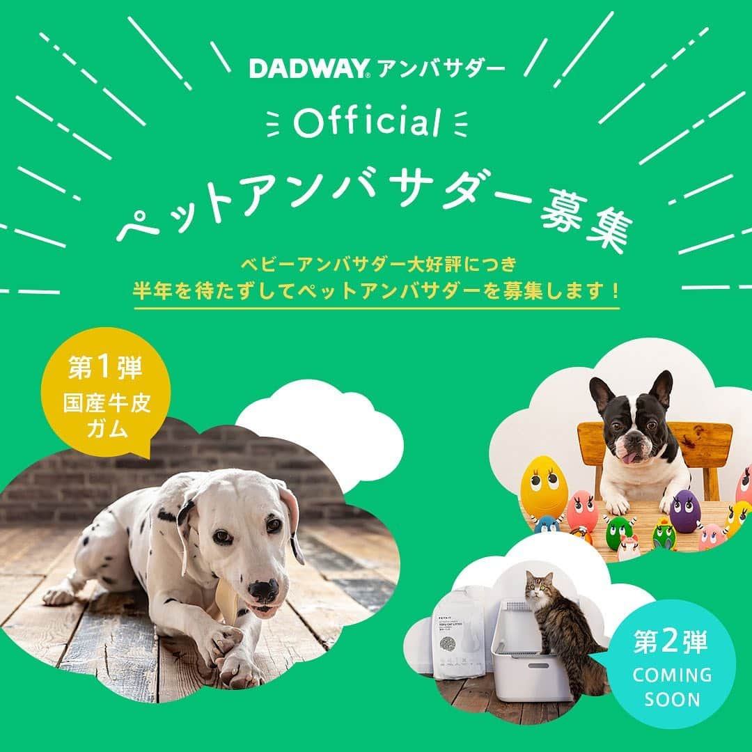 DADWAYさんのインスタグラム写真 - (DADWAYInstagram)「8月に開始し、たくさんのファミリーにご活躍いただいている「ママ＆ベビーラボbyDADWAY」のアンバサダープログラムは「DADWAYアンバサダー」に名前が変わります！  実は、DADWAYはペットアイテムも人気♪ そこで・・・ 🐾犬猫アンバサダー＆新商品モニター募集を開始します！🐾  第1弾は犬オーナー様向け‎🐶 この春発売の新商品「FAD 国産牛皮ガム」のモニター合計50名を募集中です！  ※ストーリーズのURLよりアンバサダー募集フォームに遷移できます。 すでに「ママ＆ベビーラボbyDADWAY」にご登録いただいている方は新規登録の必要はありません。2枚目のストーリーズより「FAD 国産牛皮ガム」モニター参加者募集フォームのみご入力ください。  アンバサダーは常時ご登録いただけますが、「FAD 国産牛皮ガム」のモニター応募は3/5（金）締め切りですのでお急ぎください🏃=͟͟͞͞  ～モニター企画の流れ～ ①  アンバサダー登録（「ママ＆ベビーラボbyDADWAY」に登録済の方は不要） ② 「FAD 国産牛皮ガム」モニター応募 ③  ＠dadwaypet　をフォロー ③ モニター当選者の方へのみ、メールが届く ④ モニター品がお家に到着 ⑤ TwitterまたはInstagramで発信！  皆さまのたくさんのご応募をお待ちしております♡ 第2弾は猫オーナー様向け‎🐱の企画もどうぞお楽しみに！  #dadway  #ダッドウェイ #dadwaypet #ダッドウェイペット #dog #犬 #いぬ #わんこ #いぬすたぐらむ #わんすたぐらむ #いぬバカ部 #犬のいる暮らし #犬のいる生活 #犬用品 #cat #猫 #ねこ #にゃんこ #ねこすたぐらむ #にゃんすたぐらむ #猫のいる暮らし #猫のいる生活 #猫用品 #アンバサダー募集 #ダッドウェイペットアンバサダー #FAD国産牛皮ガム #無添加おやつ #おやつタイム #ダッドウェイアンバサダー」2月26日 19時44分 - dadway