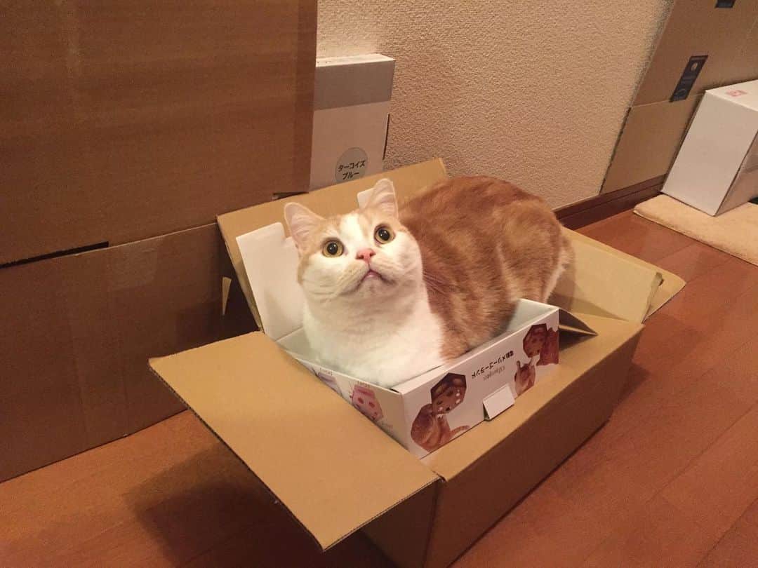 にゃんすくんのインスタグラム：「それでいいの？📦 って思った。  #資源ごみの日」
