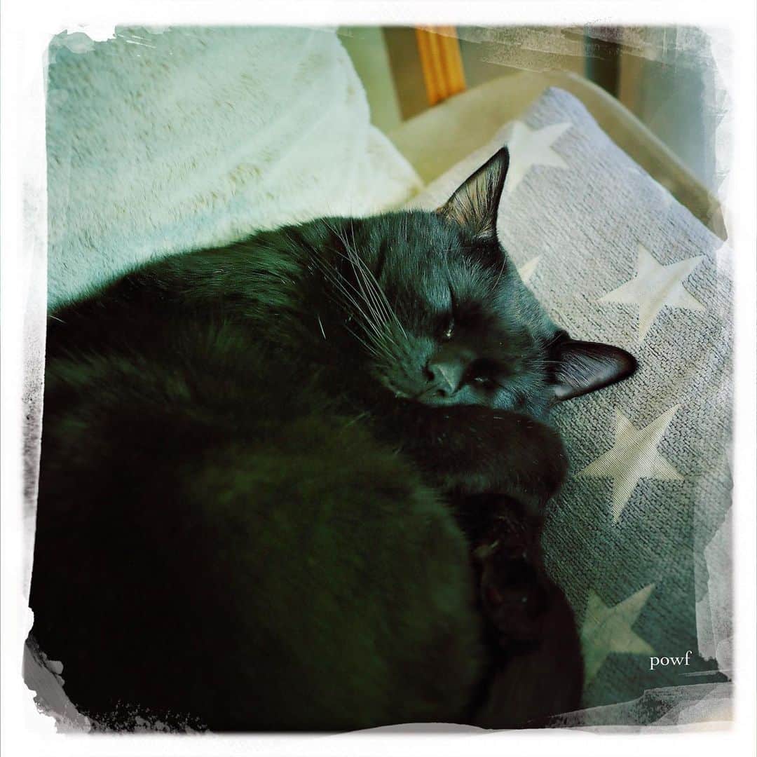 anemone_69さんのインスタグラム写真 - (anemone_69Instagram)「🐈‍⬛ #ハカセとキョウジュ #blackcat #黒猫 #cat #猫 #保護猫 . #DreamCanvas_powf . . .」2月26日 20時01分 - powf