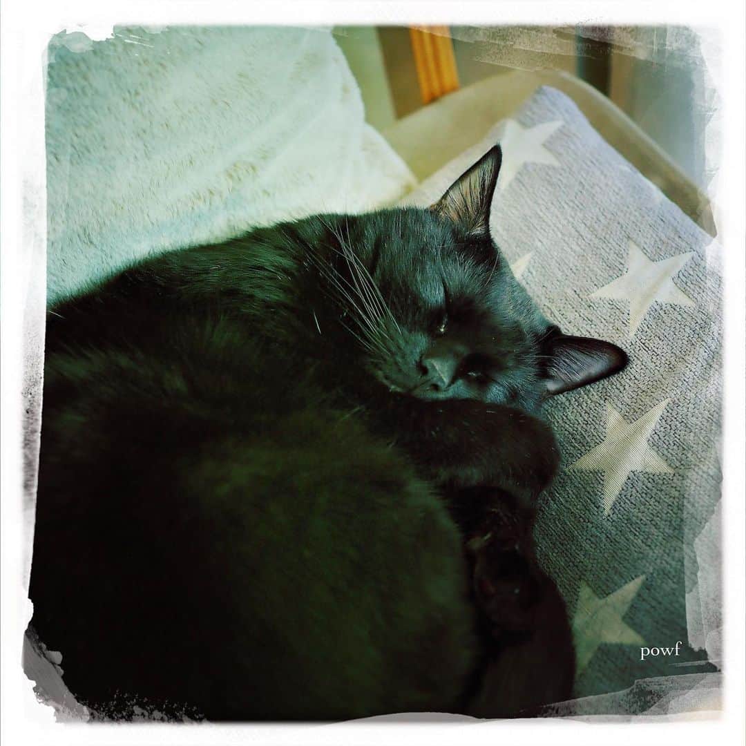 anemone_69のインスタグラム：「🐈‍⬛ #ハカセとキョウジュ #blackcat #黒猫 #cat #猫 #保護猫 . #DreamCanvas_powf . . .」