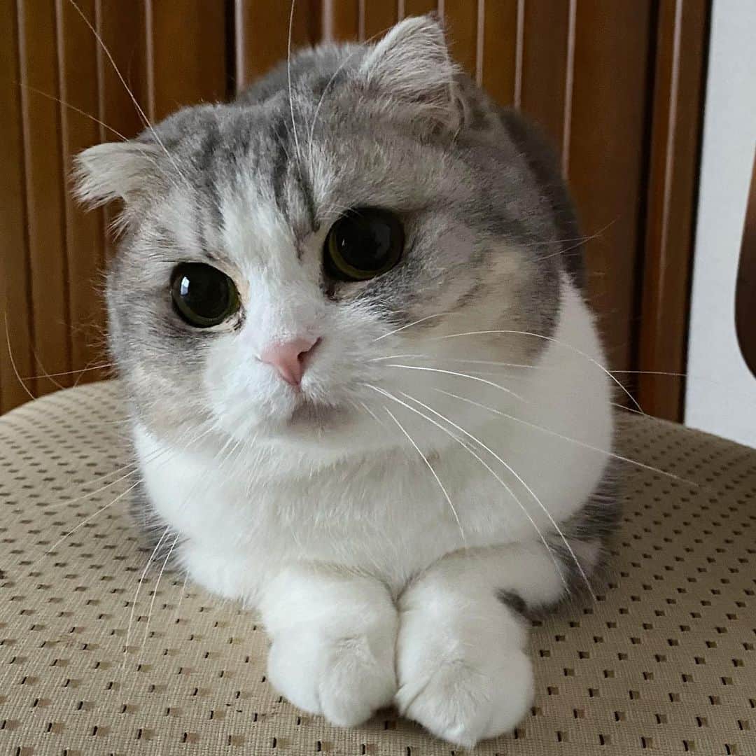 *eri*のインスタグラム：「┈ ☺︎﻿ ﻿ こんばんは⋆｡˚✩﻿ ﻿ ﻿ 今日は女の子っぽく🥰❤️📸﻿ ﻿ ﻿ 2021.2.26﻿ #猫 #ねこ #スコティッシュフォールド #ネコ #ねこ部 #にゃんこ #スコティッシュ#ニャンコ#ペット#スコ#猫部#cat #Scottishfold」