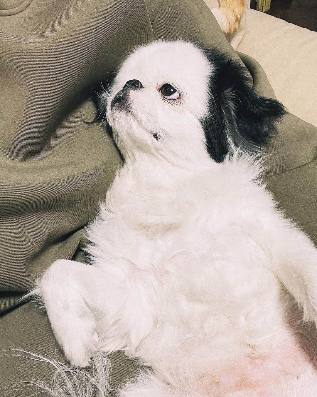 juntowaのインスタグラム：「たらちゃんに見つめられてる。#可愛いとは#かけ離れた#顔で」