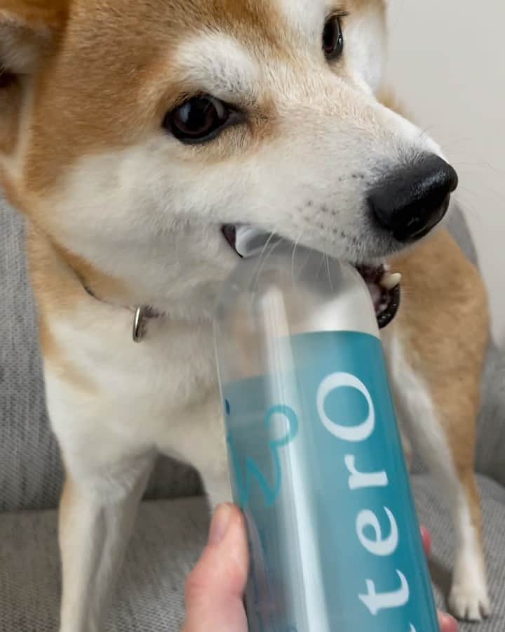 ゆうとろ（柴犬ゆうと猫のとろ）のインスタグラム