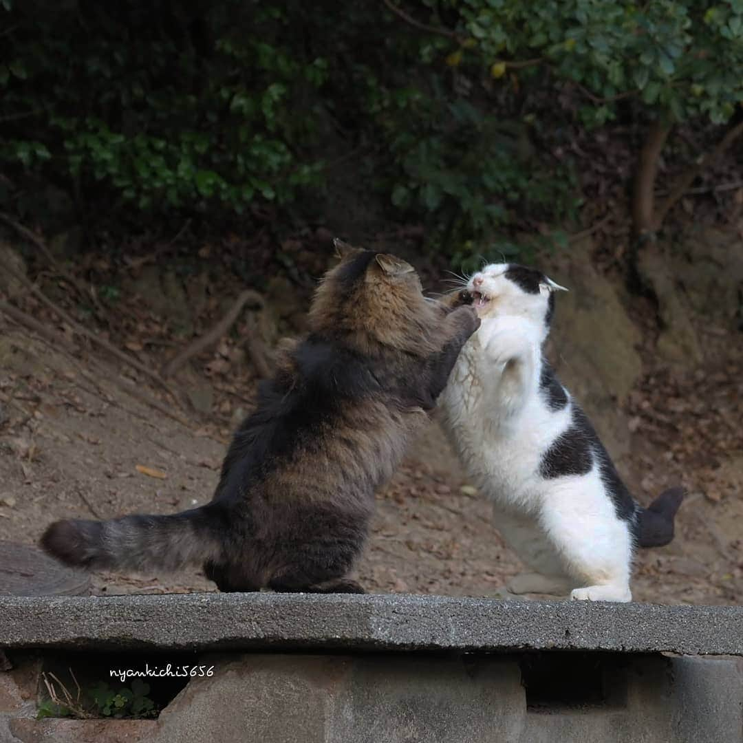 路地裏のにゃん吉のインスタグラム：「にゃんこ場所  #生き抜け野良猫  #แมว #고양이 #igersjp#のらねこ部#猫#ねこすたぐらむ#ねこ部#straycat #にゃんすたぐらむ#みんねこ #cats#ファインダー越しの私の世界 #catsofinstagram#catgag #gatto#catloversclub#ペコねこ部#ピクネコ #東京カメラ部#icu_japan#team_jp_西 #고양이#nekoclub #catstagram#広がり同盟 #bestcatclub #gallery_legit #kawaii#love_bestjapan #meow」