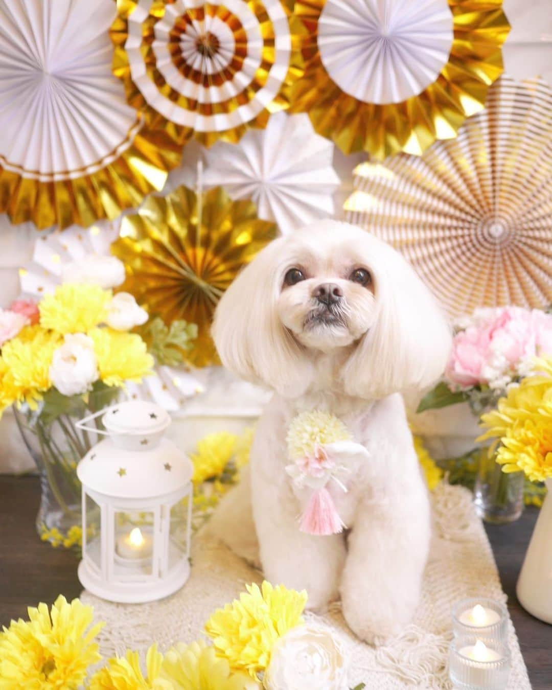 doghug (ドッグハグ) 豊洲本店のインスタグラム：「ペキニーズとトイプードルのミックスのワンちゃん✨✨✨ トリミングも写真撮影もとってもお利口さんです🥰 また来月会えるの楽しみにしてまーす😆  #BLISS#bliss#豊洲#広尾#恵比寿#表参道#渋谷#仔犬#子犬#プードル#ふわもこ部#ワンコなしでは生きていけません会#犬バカ部#もふもふ#トリマー#トリミングサロン#トリミング#グルーミング#ペキプー#ケージレスペットホテル」