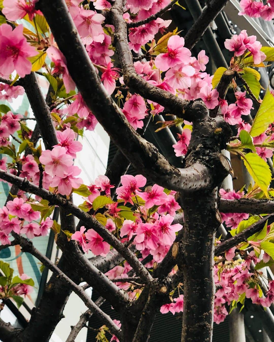 竹川美子のインスタグラム：「サトザクラ☘️ #里桜 #サトザクラ #バラ科サクラ属 #別名　ヤエザクラ ボタンザクラ カスミザクラ #街路樹 #濃いピンク色 #日本の国花とされる桜の一種 #花言葉 #豊かな教養 #善良な教育  #しとやか #春の花 #癒し」
