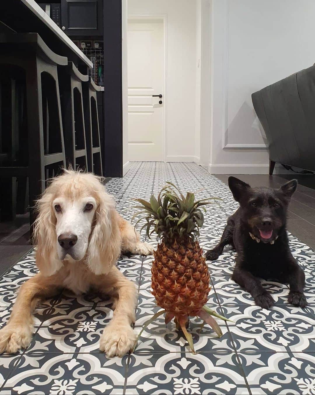 デスモンド・タンのインスタグラム：「元宵节快乐! 回家的感觉真好! Renovation is done and we are back home! Yay!!! It's CNY, and I thought why not roll a 🍍 the Chinese style to signify the move-in, and more importantly find out how my two boys would react! Make a guess who is more interested and who is totally not. 😂 (Swipe left to find out)  More before-and-after photos of the transformation soon, ok? 😁  #DTHOMEV2 #hoshitan #udontan #陈河獅 #陈乌东」