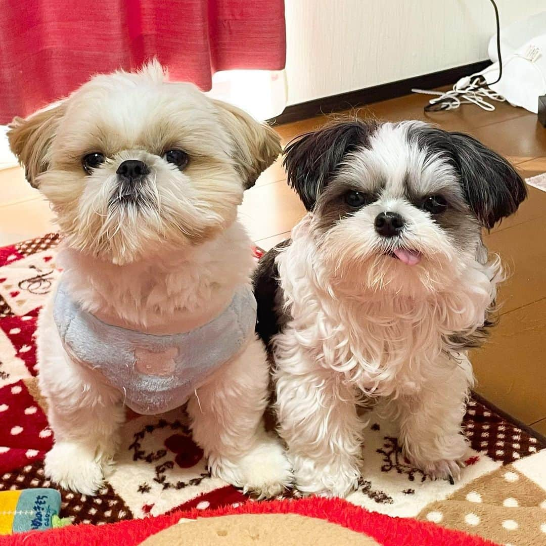 ?????HANA?????さんのインスタグラム写真 - (?????HANA?????Instagram)「🐶🐶 我が家の暴れん坊達🐶❤️」2月26日 20時30分 - hana._.pan._.bell