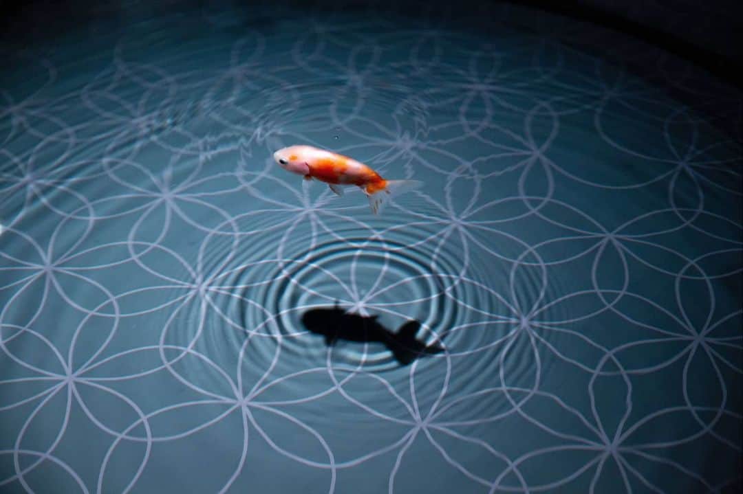 石井寛子のインスタグラム：「凪。すみだ水族館🐟  #金魚 #すみだ水族館  #canon5d  #tamron #2470mmf28 #ファインダー越しの私の世界」