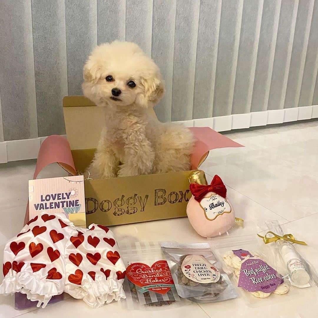 大野莉昂さんのインスタグラム写真 - (大野莉昂Instagram)「﻿ ﻿ #DoggyBox ﻿ 2月はバレンタイン仕様だった🐶🍫﻿ ﻿ 中身は...﻿ ﻿ ・かわいい香水とハートパンツのおもちゃ﻿ ・ハミガキサプリ﻿ ・フリーズドライ鶏レバー﻿ ・減塩かつおふりかけ﻿ ・雑穀ポンせんビーフ味﻿ ﻿ たくさん入ってる！﻿ こころこどれもお気に入りで﻿ ろこちんが全部独り占めしてます🥲﻿♡ @doggybox_jp  ﻿ #ドギボ#ドギーボックス#pr#プードル#ティーカッププードル#ブラックプードル#アプリコット#アプリコットプードル#犬服#犬バカ部#愛犬#いぬのきもち#いぬすたぐらむ」2月26日 20時37分 - bbbbrikopanda